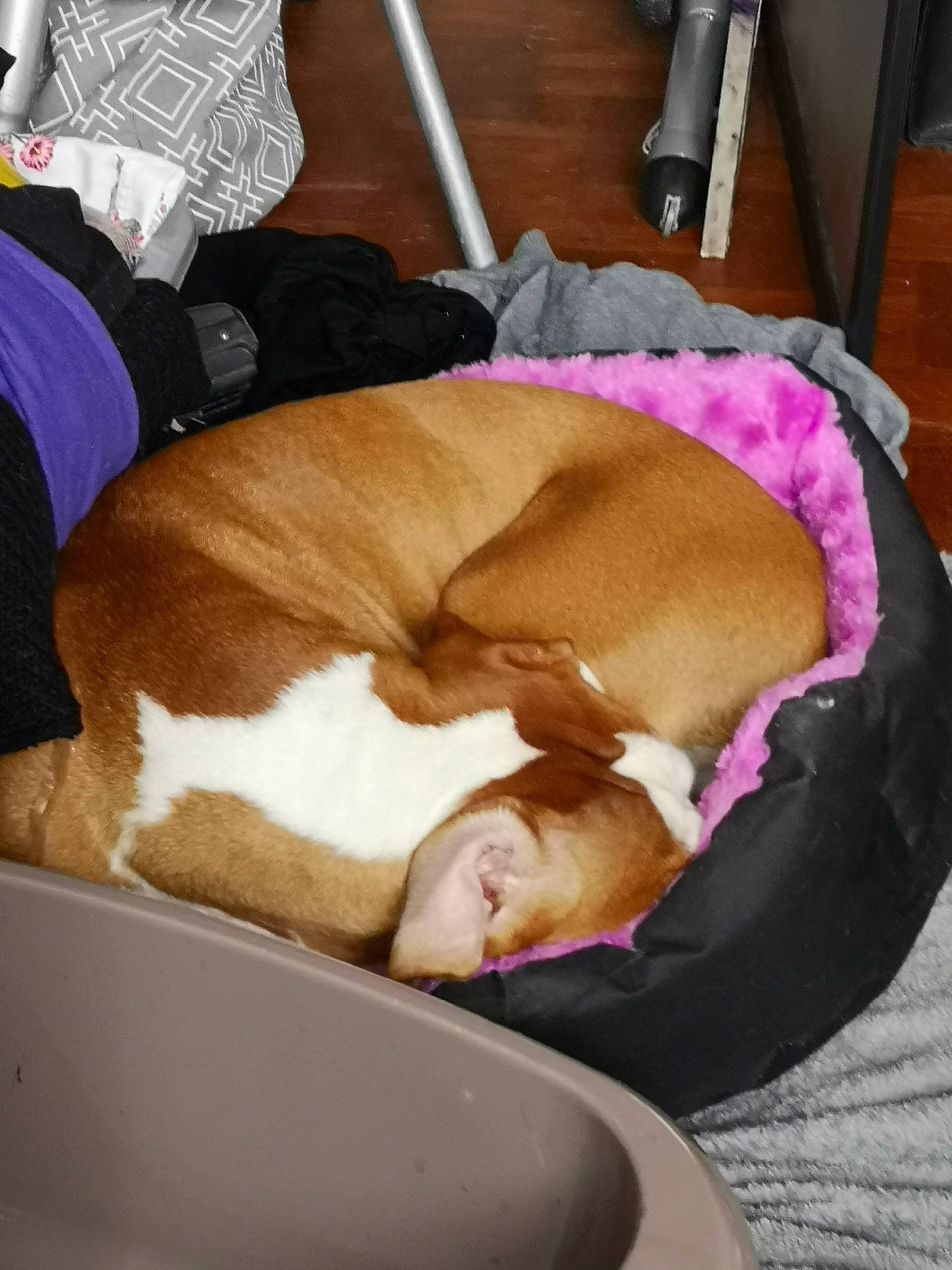 Otaïs a rejoint le concours — aidez-le/la à gagner de superbes lots ! canidae, carnivore, dog, dog_breed, fawn, nap, sleep