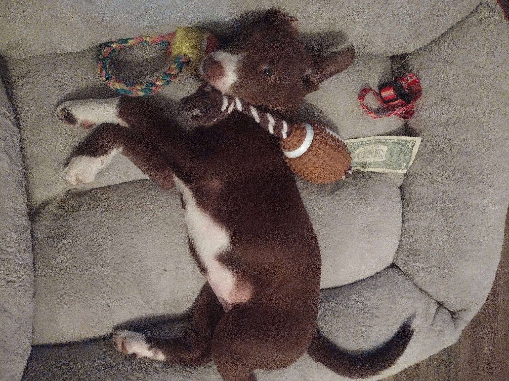 Sandy joined the competition — help win amazing prizes! canidae, carnivore, collar, comfort, companion_dog, dog, dog_breed, dog_supply, fawn, felidae, fur, grey, liver, paw, pet_supply, snout, sporting_group, tail, whiskers, working_animal