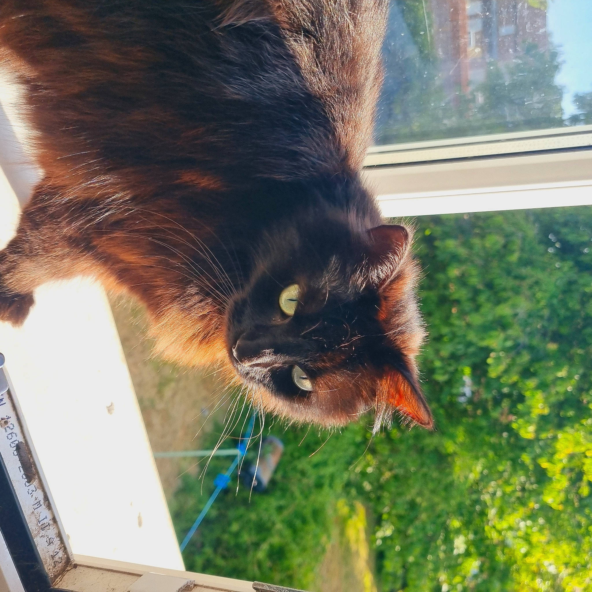 Luna joined the competition — help win amazing prizes! black_cat, carnivore, cat, claw, collar, domestic_short_haired_cat, fawn, felidae, fur, grass, liver, plant, small_to_medium_sized_cats, snout, tail, terrestrial_animal, tree, vertebrate, whiskers, window