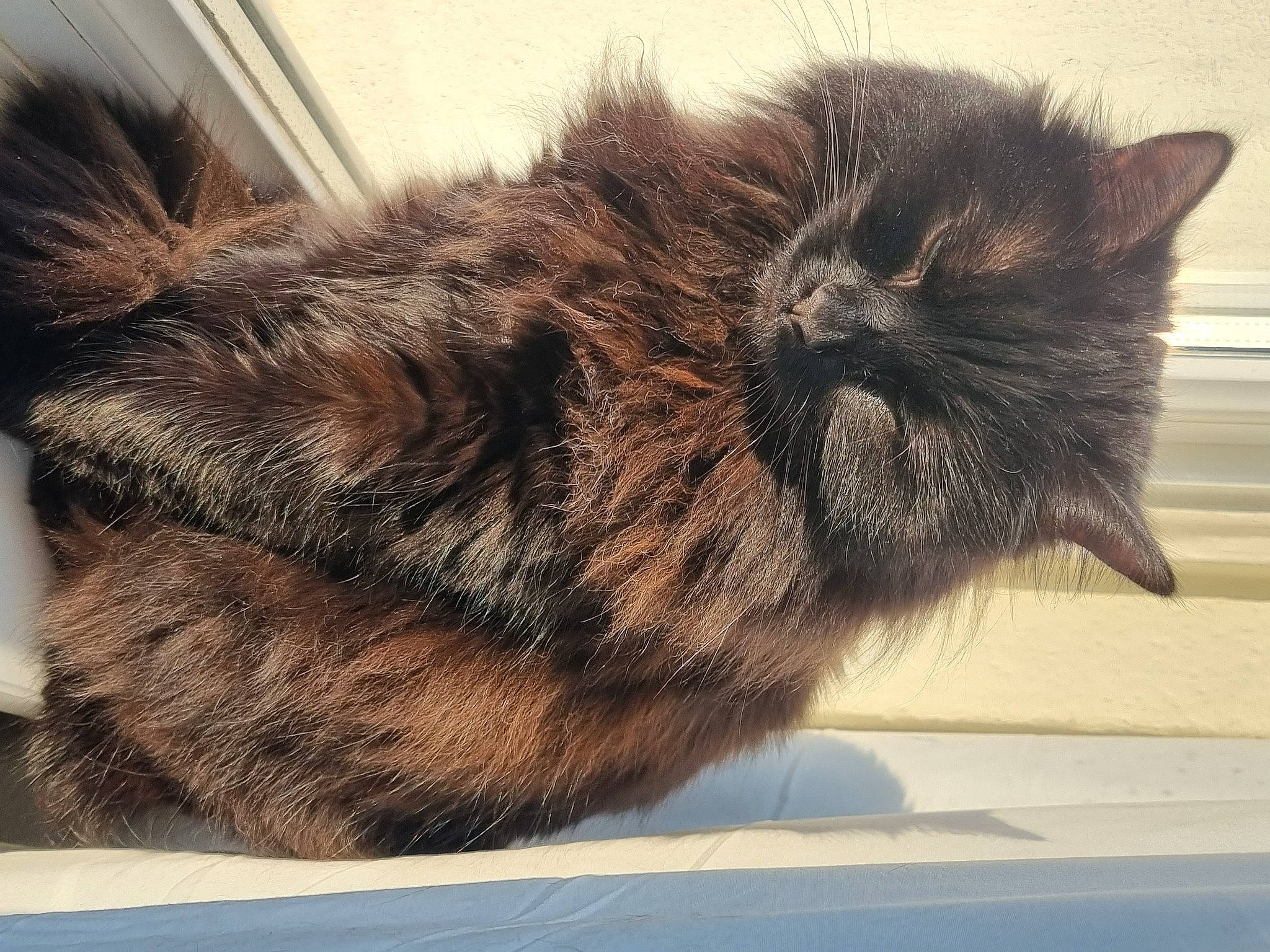 Luna is registered to the contest to win money with this photo: carnivore, cat, claw, cloud, comfort, domestic_short_haired_cat, felidae, fur, liver, metal, nap, paw, rectangle, sky, small_to_medium_sized_cats, square, tail, terrestrial_animal, whiskers