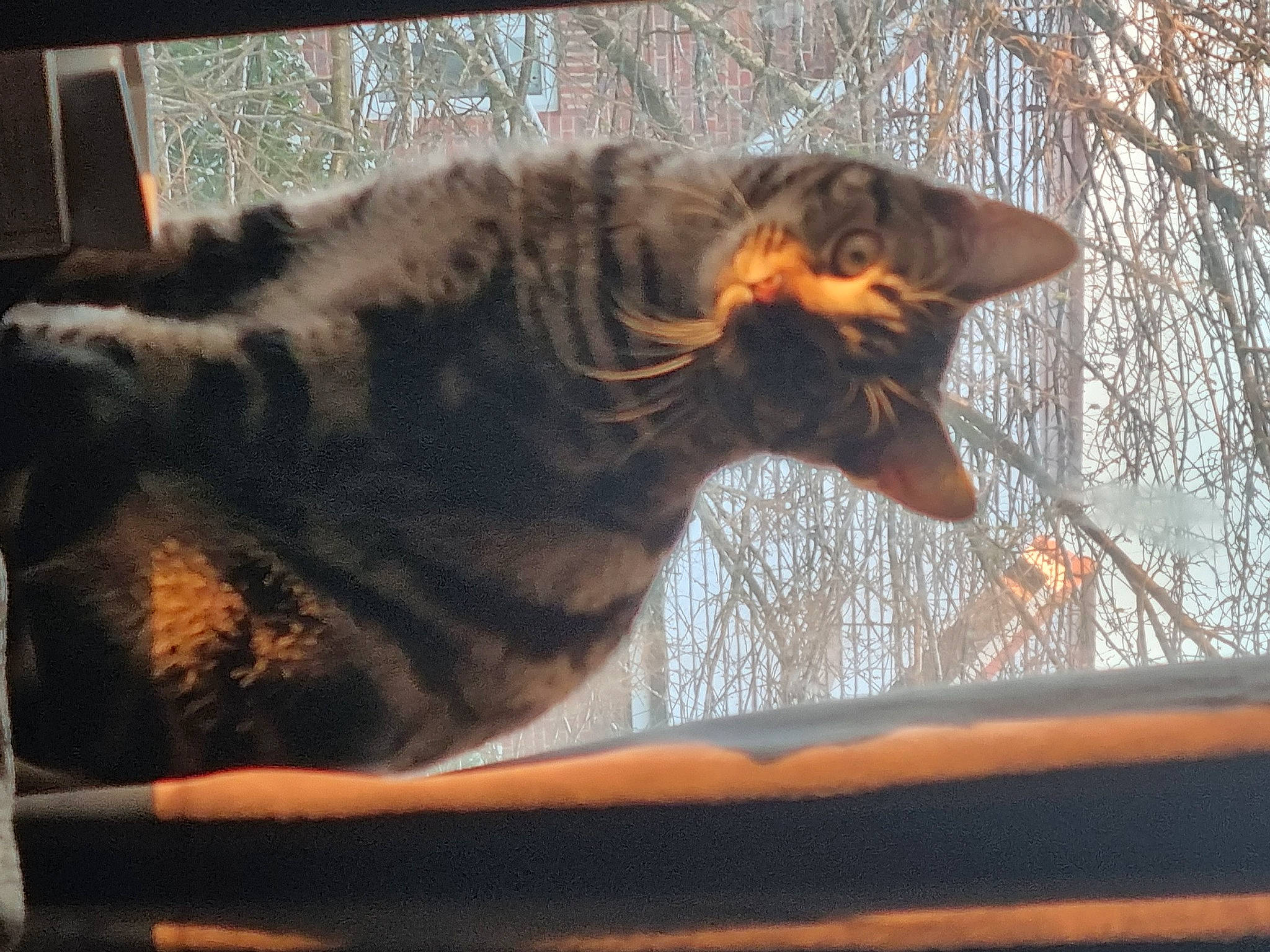 Vinnie joined the competition — help win amazing prizes! canidae, carnivore, cat, cat_supply, dog_breed, domestic_short_haired_cat, eye, felidae, flowerpot, fur, houseplant, small_to_medium_sized_cats, snout, sporting_group, tail, terrestrial_animal, tints_and_shades, tree, whiskers, window