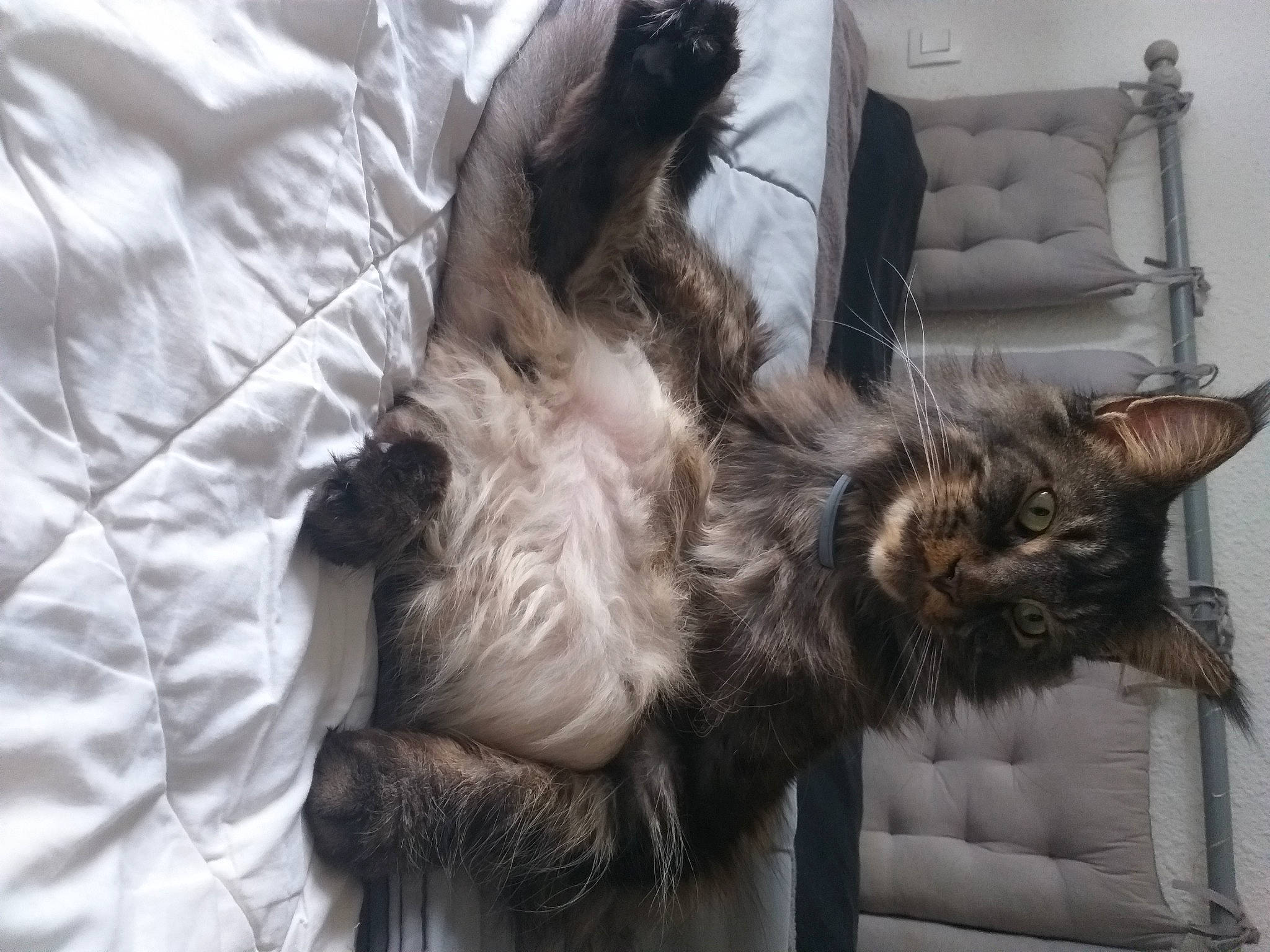 Scoubidou a rejoint le concours — aidez-le/la à gagner de superbes lots ! carnivore, cat, cat_supply, claw, comfort, companion_dog, couch, dog_breed, felidae, fur, grey, liver, natural_material, paw, room, small_to_medium_sized_cats, sporting_group, tail, terrestrial_animal, whiskers