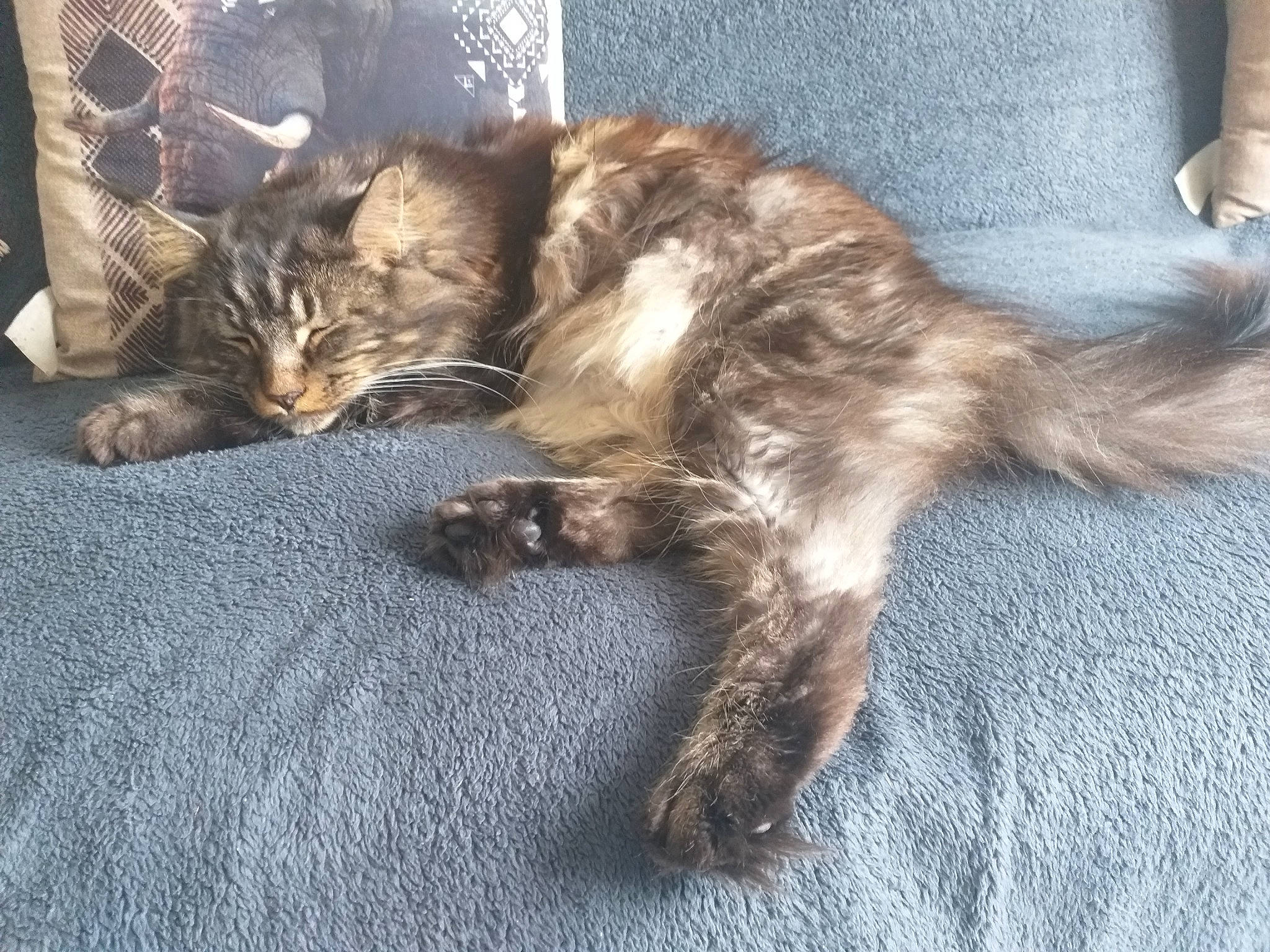 Scoubidou participe au concours pour gagner de l'argent avec cette photo : carnivore, cat, claw, comfort, domestic_short_haired_cat, felidae, fur, metal, nap, paw, sleep, small_to_medium_sized_cats, tail, terrestrial_animal, whiskers