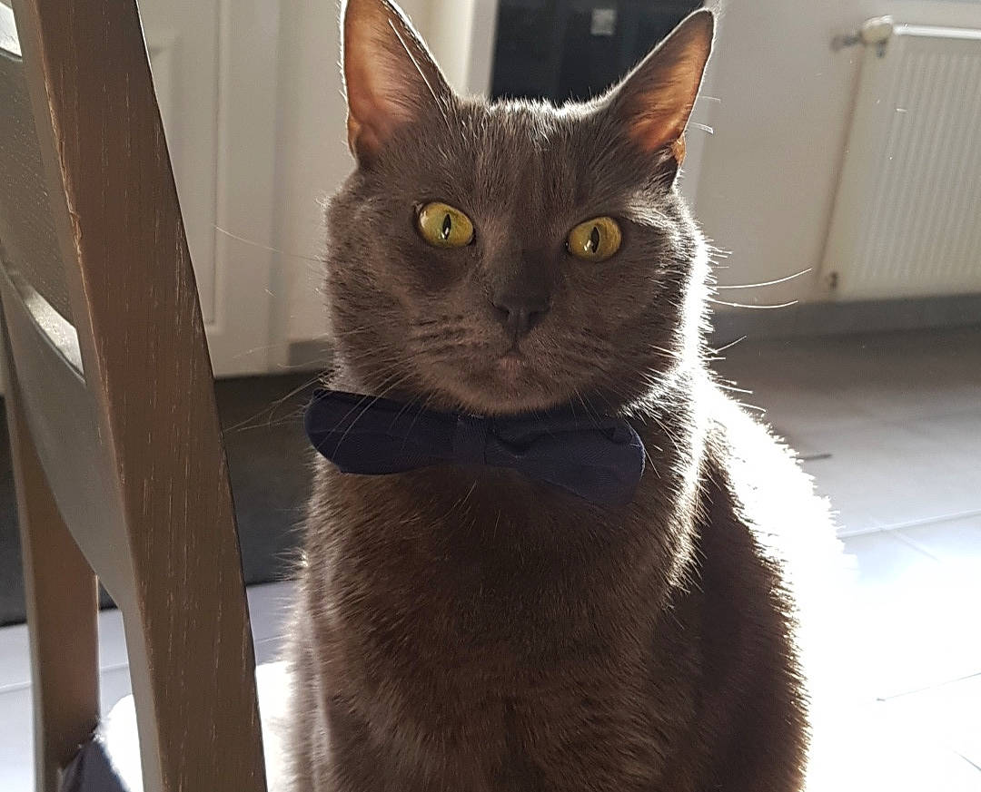 Boudou a rejoint le concours — aidez-le/la à gagner de superbes lots ! asian, burmese, carnivore, cat, chartreux, domestic_short_haired_cat, european_shorthair, felidae, german_rex, korat, mammal, nebelung, russian_blue, small_to_medium_sized_cats, snout, tail, vertebrate, whiskers