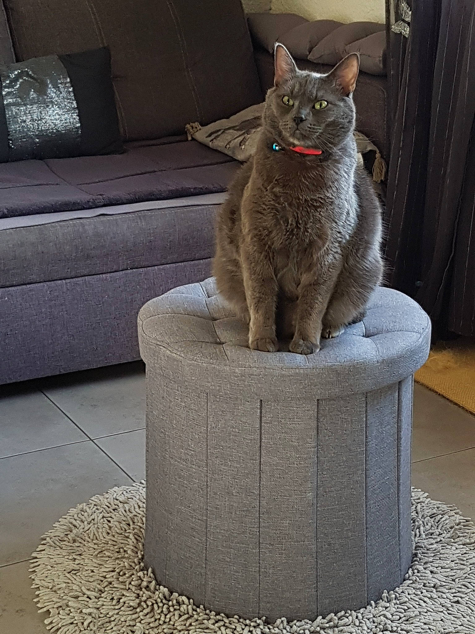 Boudou a rejoint le concours — aidez-le/la à gagner de superbes lots ! asian, carnivore, cat, cat_furniture, chartreux, domestic_short_haired_cat, european_shorthair, fawn, felidae, korat, nebelung, russian_blue, small_to_medium_sized_cats, whiskers
