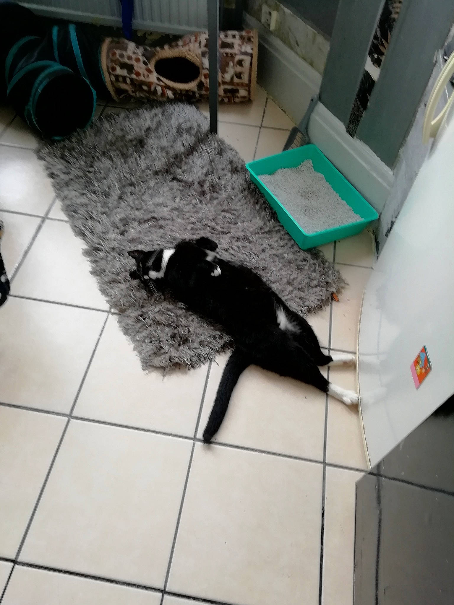 Socks is registered to the contest to win money with this photo: black_cat, canidae, carnivore, chair, claw, comfort, companion_dog, dog_breed, felidae, floor, flooring, fur, hardwood, room, shadow, small_to_medium_sized_cats, sporting_group, tail, tile, working_animal