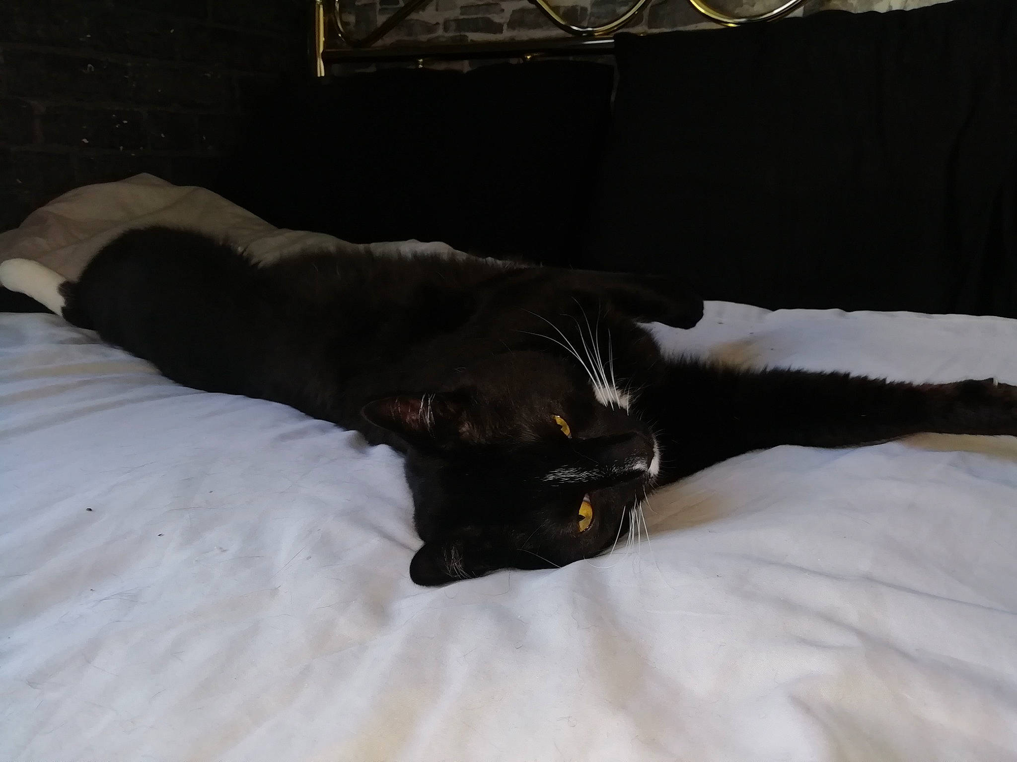 Socks joined the competition — help win amazing prizes! bed, black_cat, bombay, carnivore, cat, claw, comfort, companion_dog, dog_breed, domestic_short_haired_cat, felidae, fur, grey, linens, small_to_medium_sized_cats, snout, snow, tail, terrestrial_animal, whiskers