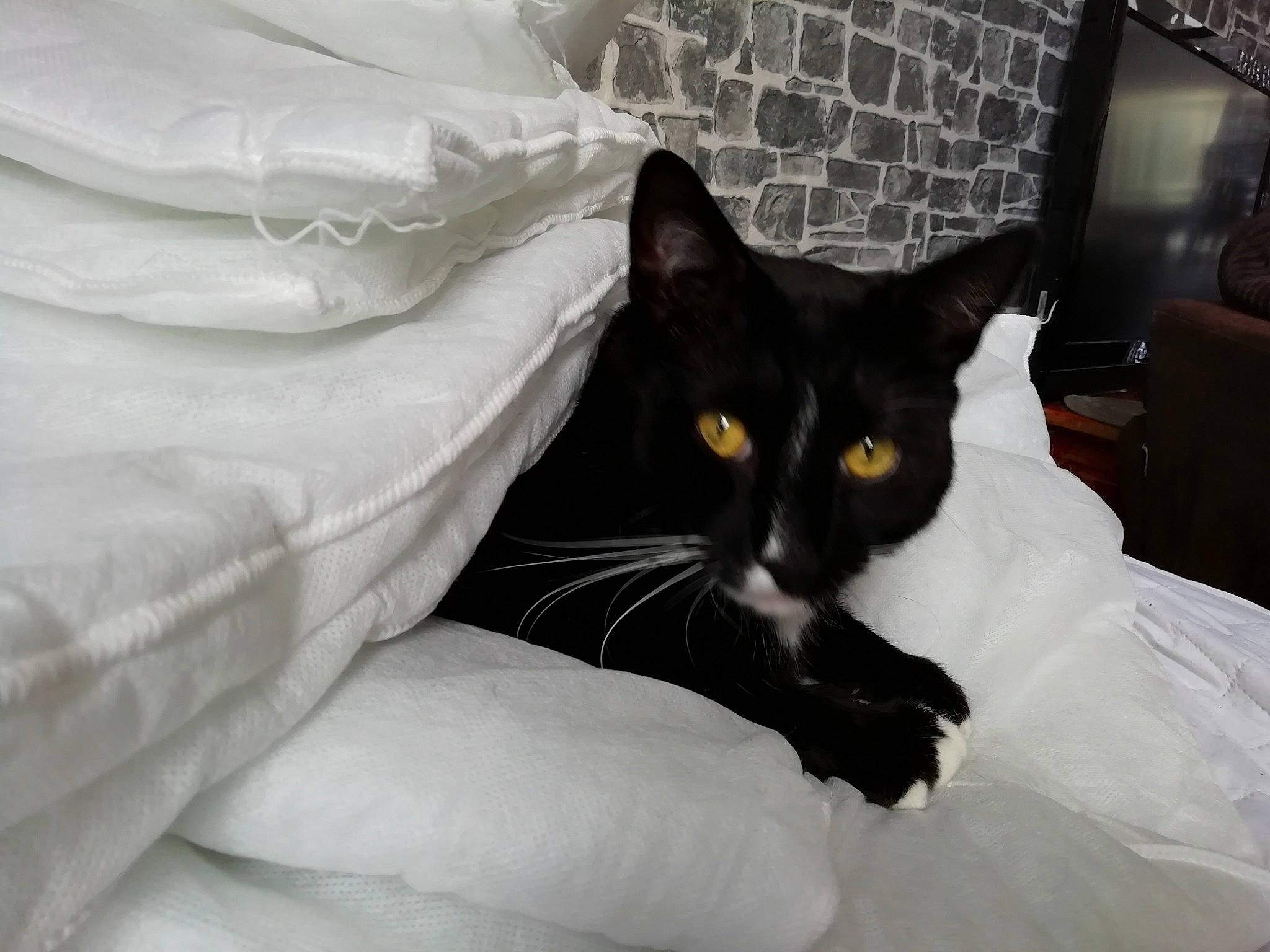 Socks is registered to the contest to win money with this photo: bed, bedding, black_cat, carnivore, cat, comfort, domestic_short_haired_cat, felidae, fur, grey, linens, monochrome_photography, room, sitting, small_to_medium_sized_cats, snout, tail, whiskers