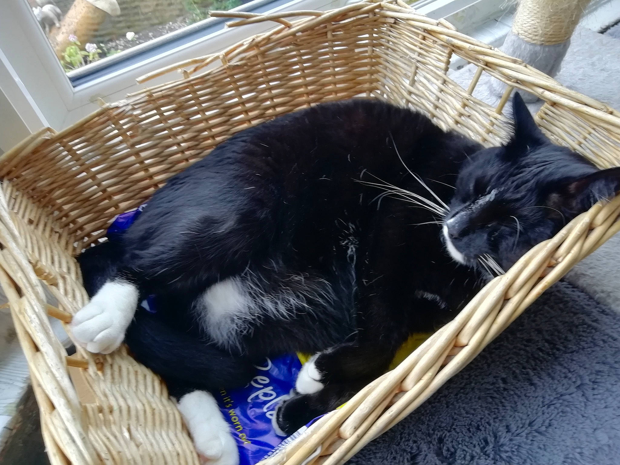 Socks joined the competition — help win amazing prizes! animal_shelter, cage, carnivore, cat, cat_supply, claw, comfort, dog_breed, domestic_short_haired_cat, felidae, fur, kennel, pet_supply, small_to_medium_sized_cats, snout, sporting_group, tail, terrestrial_animal, whiskers, wood