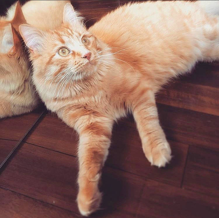 Shelby a rejoint le concours — aidez-le/la à gagner de superbes lots ! american_curl, asian, carnivore, cat, claw, cymric, domestic_long_haired_cat, ear, european_shorthair, eye, fawn, felidae, fur, kitten, mammal, polydactyl_cat, small_to_medium_sized_cats, tabby_cat, tail, whiskers