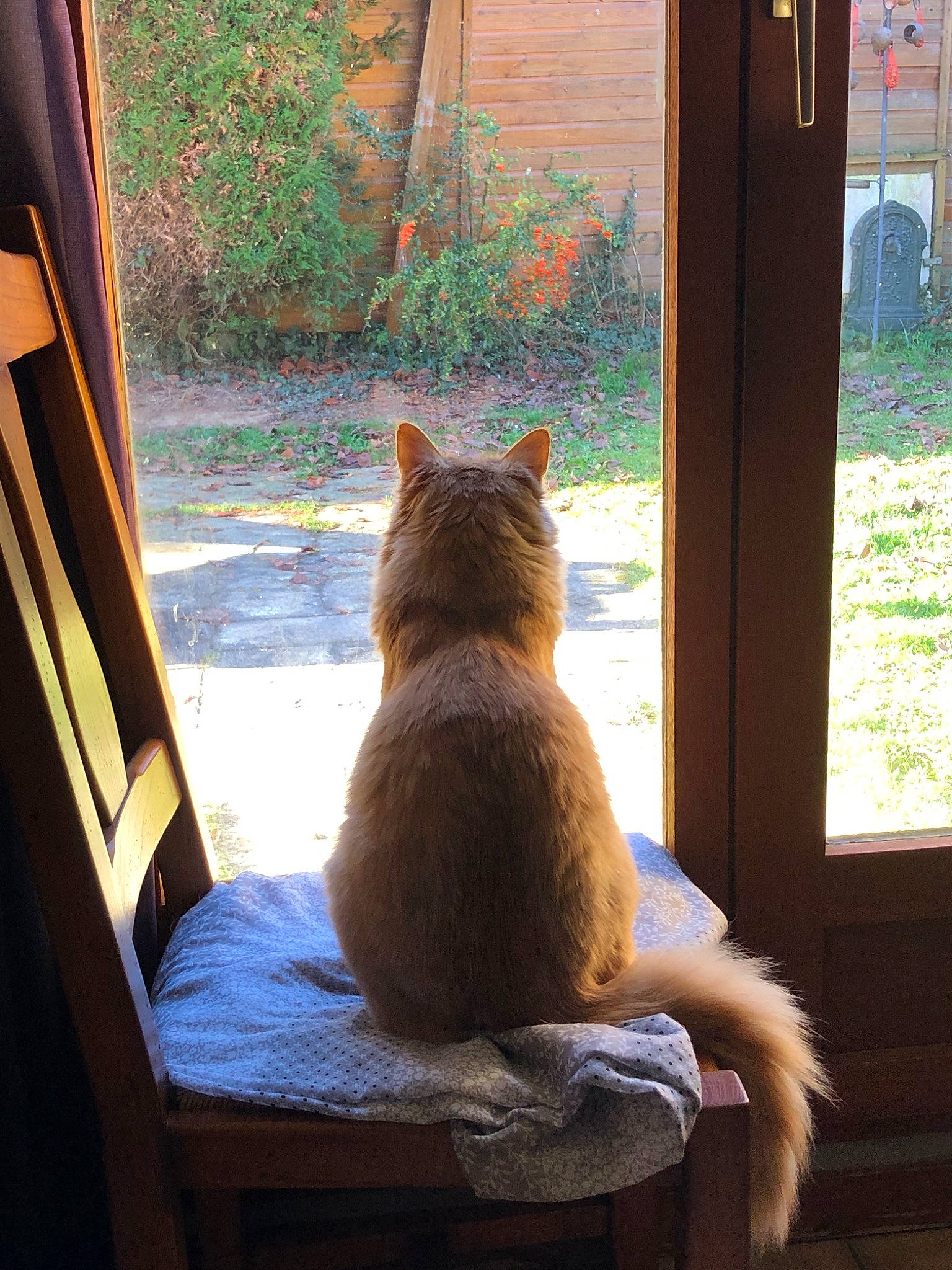 Shelby a rejoint le concours — aidez-le/la à gagner de superbes lots ! carnivore, cat, fawn, felidae, furniture, room, small_to_medium_sized_cats, tail, whiskers, window