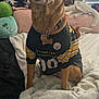 dog, pet, smile, showing_teeth, jersey, sports_jersey, pittsburgh, collar, id_tag, bed, blanket, plush_toy, stuffed_animal, pillow, tapestry, window_blinds, indoor, sitting, cozy, portrait