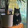 cat, tuxedo_cat, plant, potted_plant, wooden_table, indoor, window, natural_light, carpet, furniture, houseplant, pet, animal, domestic_cat, whiskers, black_and_white, sitting, calm, cozy, home