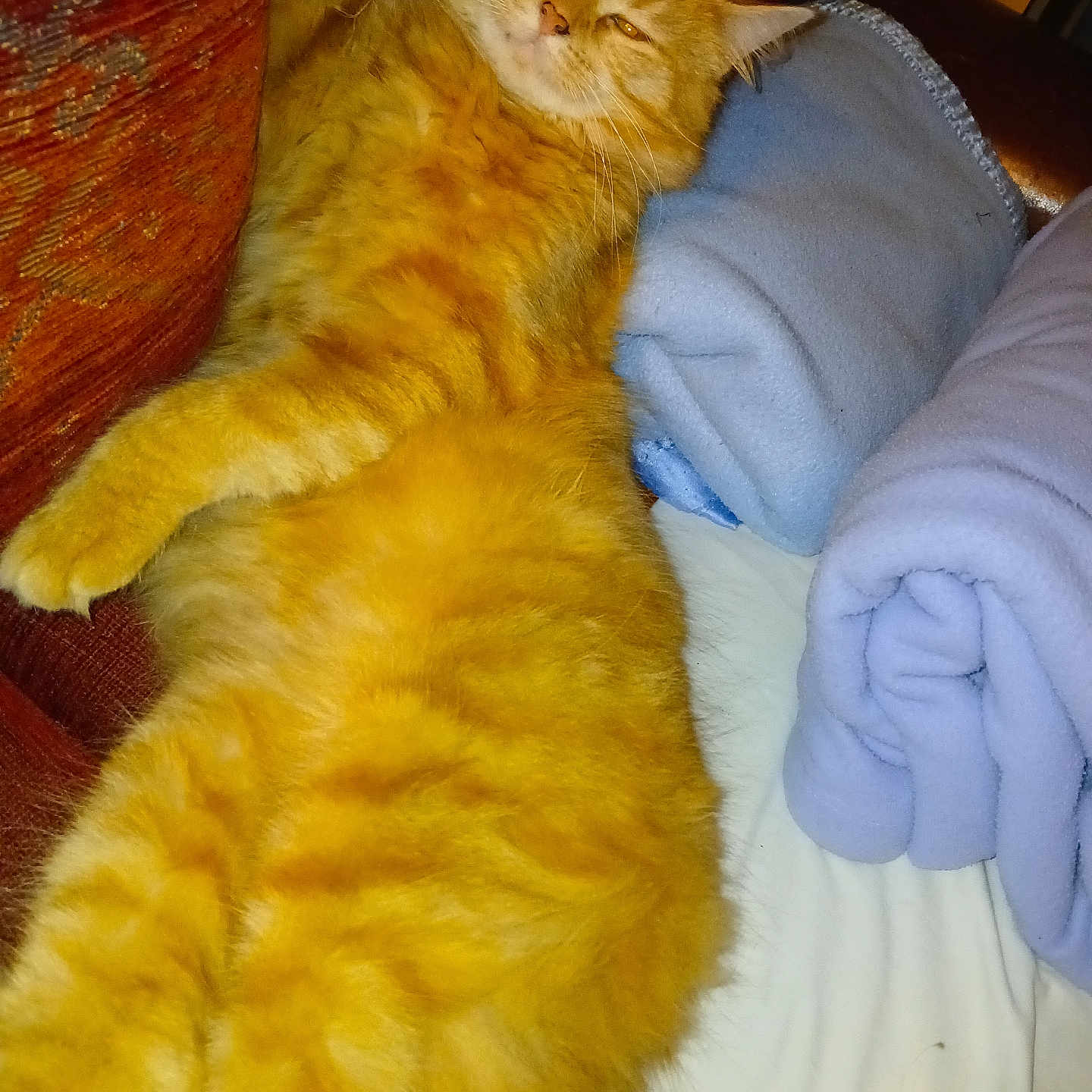 Tigrou a rejoint le concours — aidez-le/la à gagner de superbes lots ! abyssinian, animal, bed, bedroom, blanket, cat, chair, couch, cushion, furniture, homedecor, indoors, kitten, linen, manx, person, pet, room, sleeping, towel