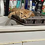 Tigrou participe au concours pour gagner de l'argent avec cette photo : cat, cleaning_supplies, countertop, curious, dish_rack, domestic, ears, feline, fur, furniture, household, indoor, kitchen_sink, lazy, mischievous, orange_cat, pet, relaxing, spray_bottles, whiskers