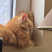 Tigrou a rejoint le concours — aidez-le/la à gagner de superbes lots ! animal, cat, cozy, cute, domestic_cat, ears, feline, fur, home, indoor, napping, orange_cat, pets, quiet, relaxed, resting, side_view, sunlight, whiskers, window