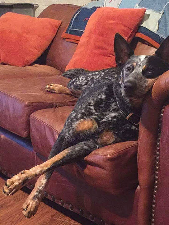 Jak is registered to the contest to win money with this photo: australian_cattle_dog, canidae, carnivore, dog, dog_breed, leg, mammal, sporting_group, vertebrate