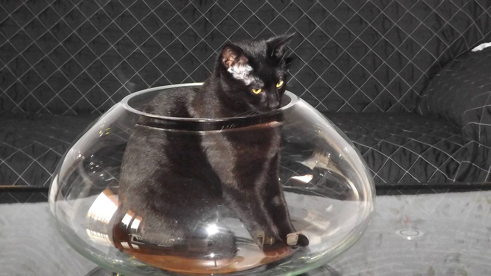 Pepper participe au concours pour gagner de l'argent avec cette photo : black_cat, burmese, carnivore, cat, domestic_short_haired_cat, felidae, small_to_medium_sized_cats, snout, whiskers