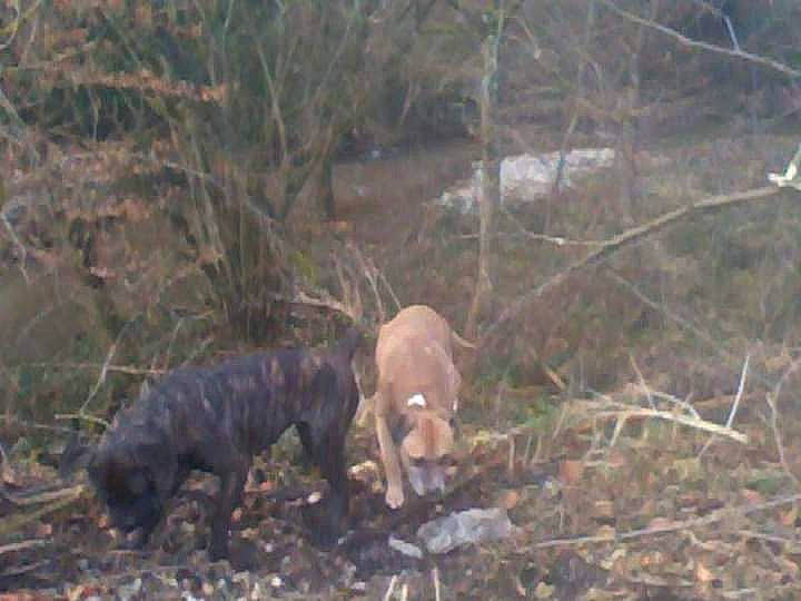 Chicco a rejoint le concours — aidez-le/la à gagner de superbes lots ! big_cats, canidae, carnivore, dog_breed, domestic_pig, fawn, felidae, forest, grass, plant, snout, soil, sporting_group, suidae, tail, terrestrial_animal, twig, wildlife, wood, woodland