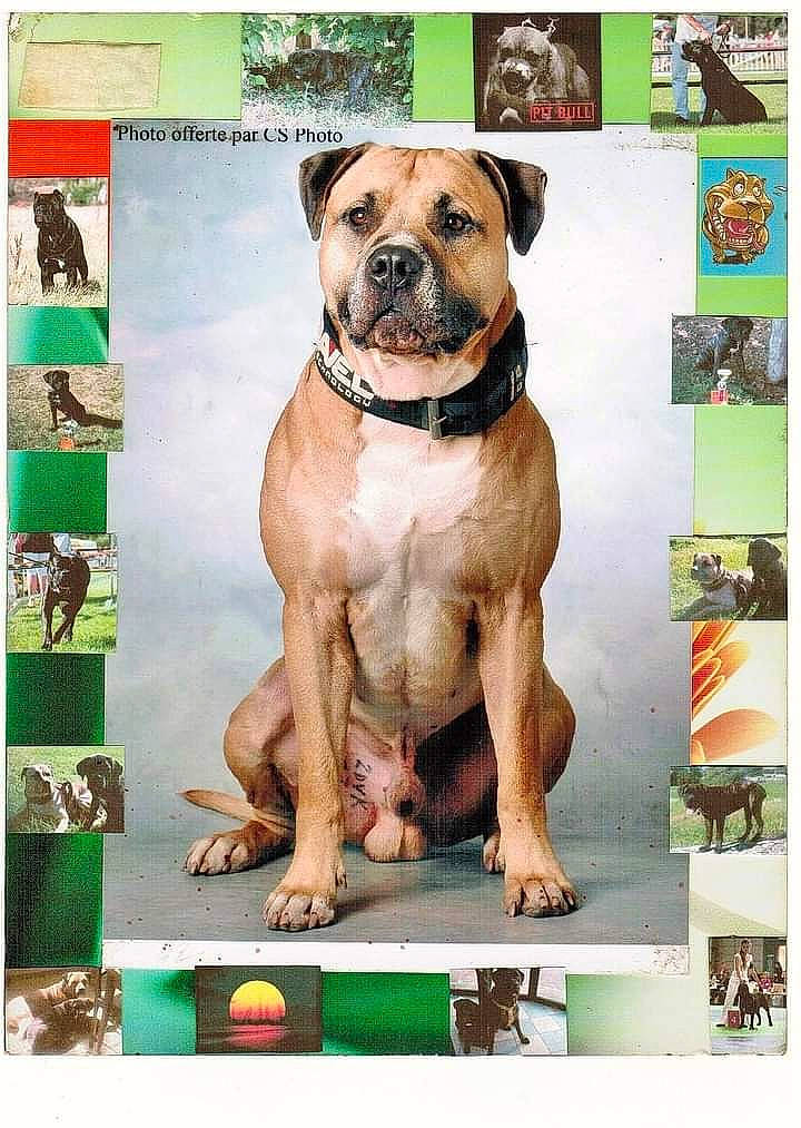 Chicco participe au concours pour gagner de l'argent avec cette photo : advertising, art, bulldog, canidae, carnivore, collar, companion_dog, dog, dog_breed, fawn, font, illustration, photo_caption, picture_frame, poster, rectangle, snout, sporting_group, stock_photography, working_animal