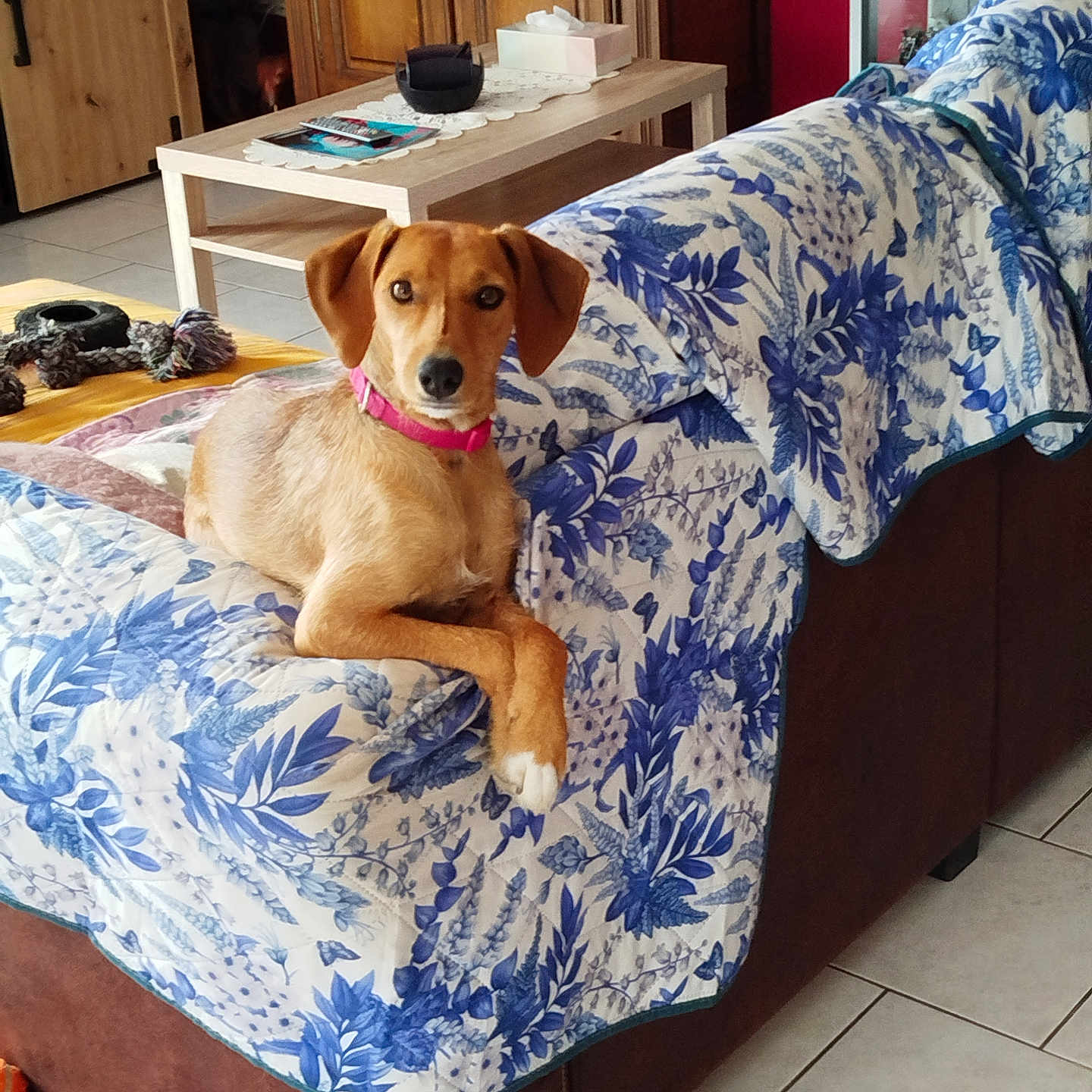 Tina a rejoint le concours — aidez-le/la à gagner de superbes lots ! animal, blanket, brown_dog, collar, couch, curious, decor, dog, floral_pattern, globe, household, indoor, living_room, pet, pink_collar, relaxed, seated, table, tile_floor, wooden_furniture