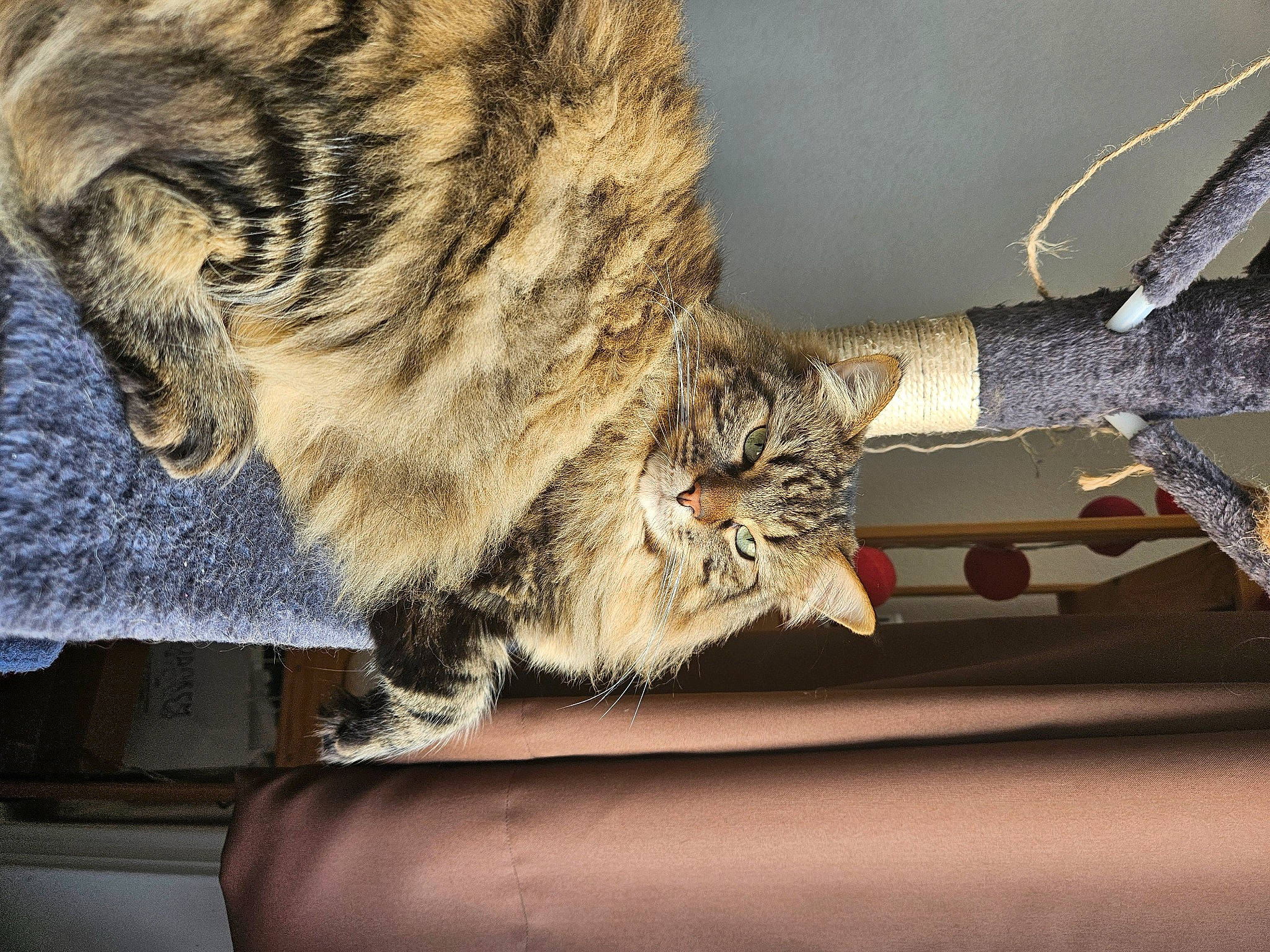 Archie a rejoint le concours — aidez-le/la à gagner de superbes lots ! carnivore, cat, claw, domestic_short_haired_cat, felidae, fur, paw, small_to_medium_sized_cats, tail, terrestrial_animal, twig, whiskers, window, wood