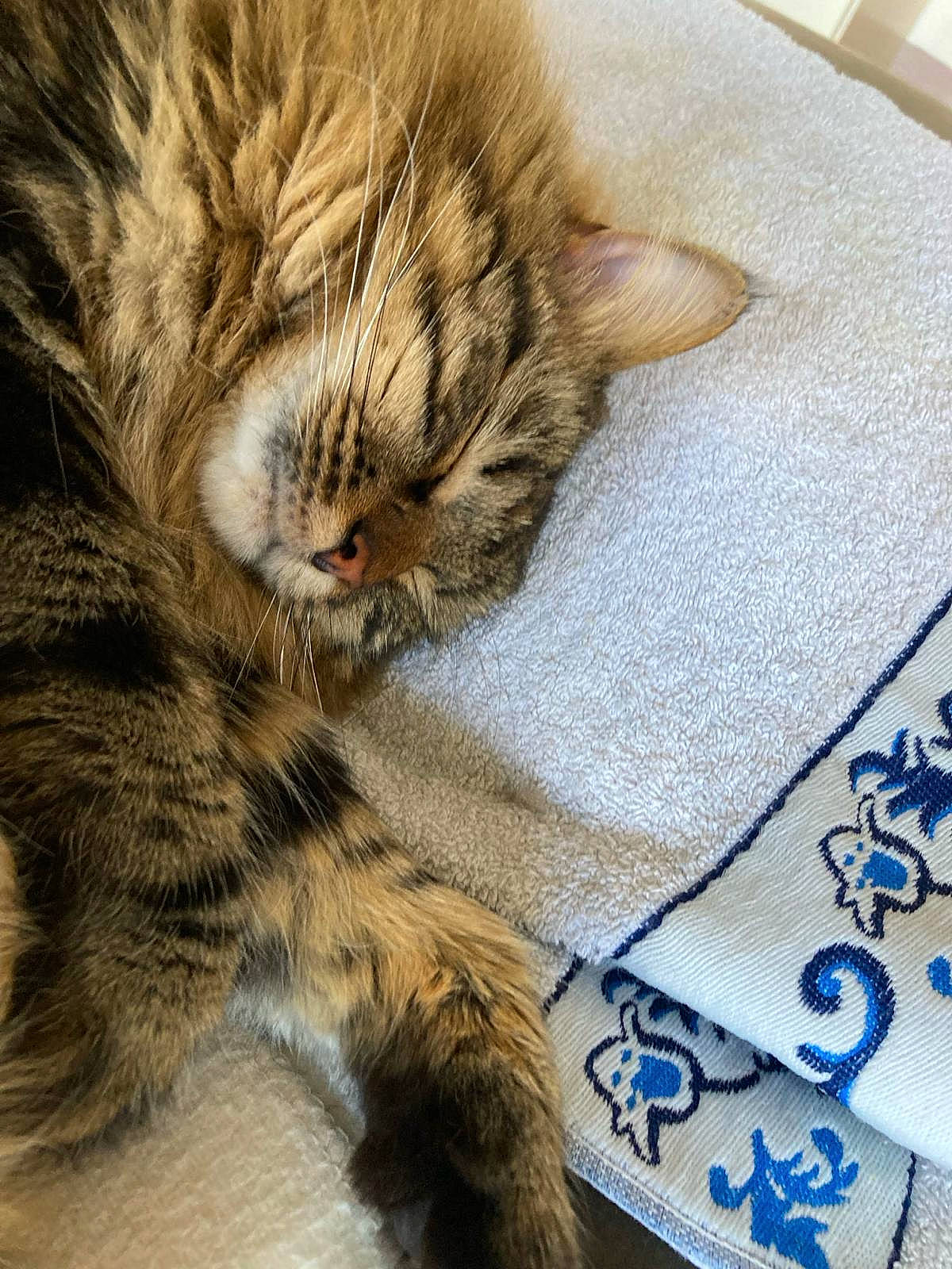 Archie a rejoint le concours — aidez-le/la à gagner de superbes lots ! big_cats, carnivore, cat, claw, comfort, domestic_short_haired_cat, electric_blue, fawn, felidae, fur, linens, nap, pattern, paw, small_to_medium_sized_cats, snout, tail, terrestrial_animal, textile, whiskers