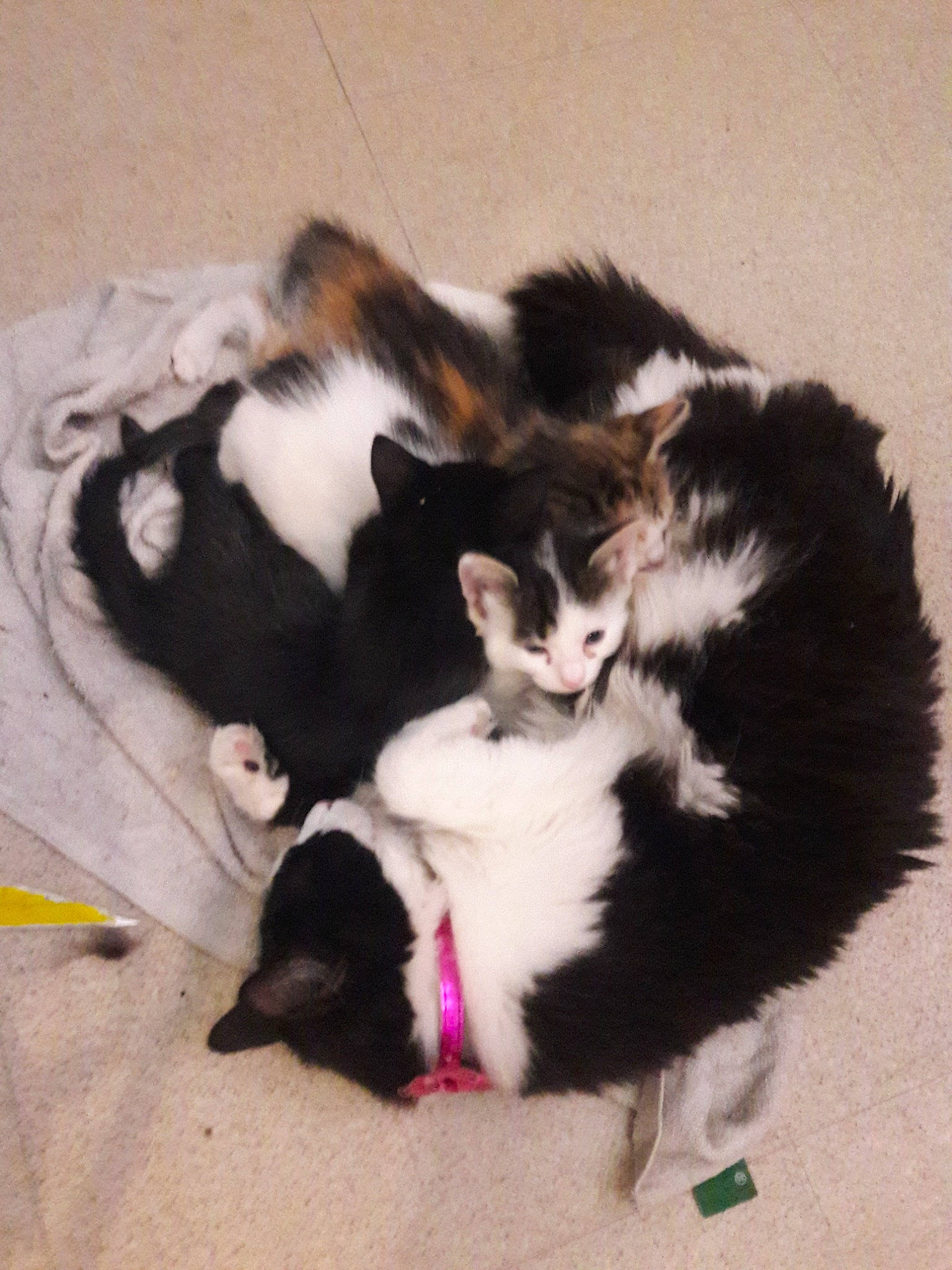 Miguel participe au concours pour gagner de l'argent avec cette photo : carnivore, cat, felidae, fur, kitten, polydactyl_cat, small_to_medium_sized_cats, tail, whiskers