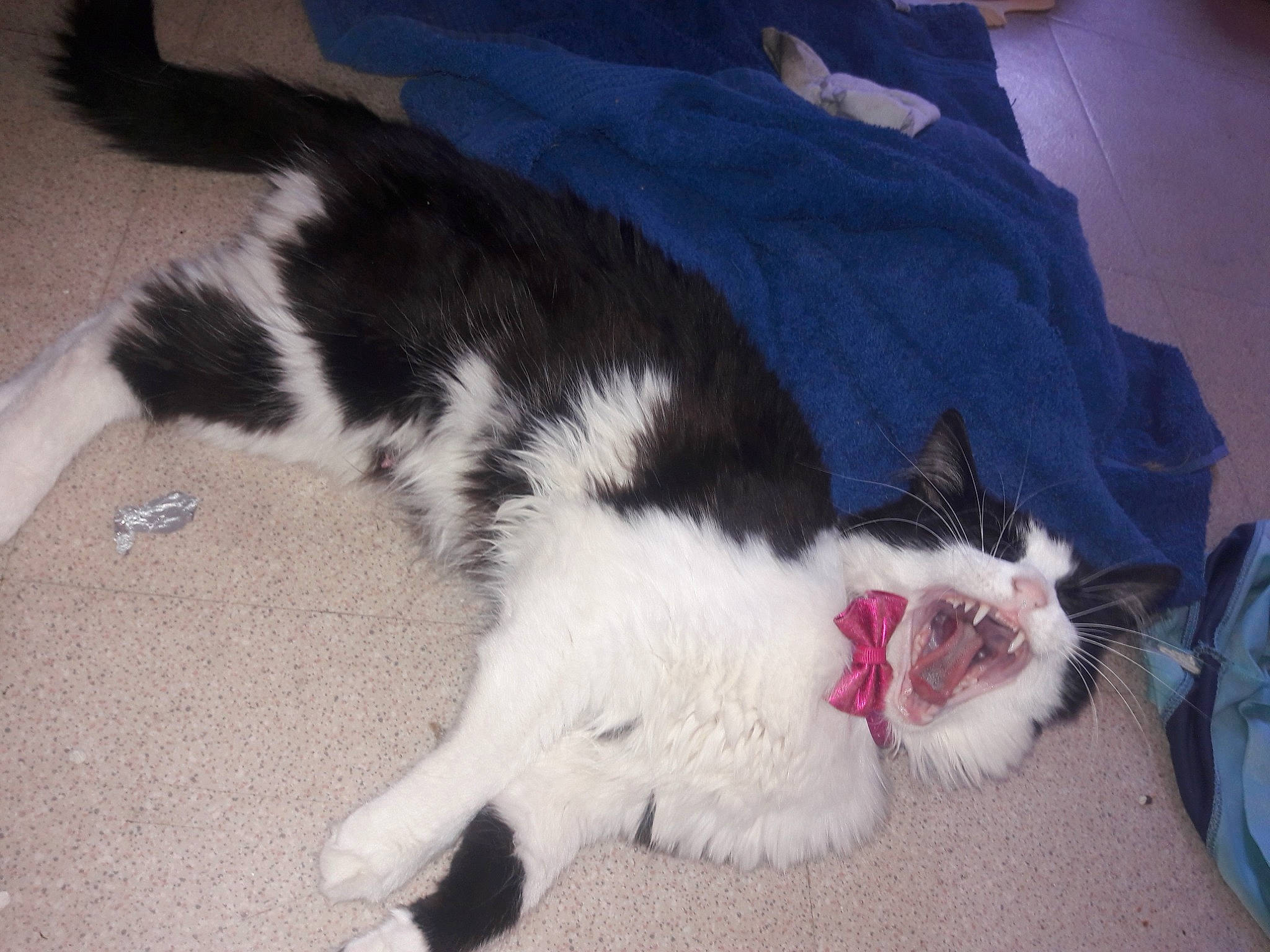 Miguel a rejoint le concours — aidez-le/la à gagner de superbes lots ! carnivore, cat, claw, domestic_long_haired_cat, ear, felidae, fur, kitten, mammal, paw, polydactyl_cat, small_to_medium_sized_cats, tail, whiskers