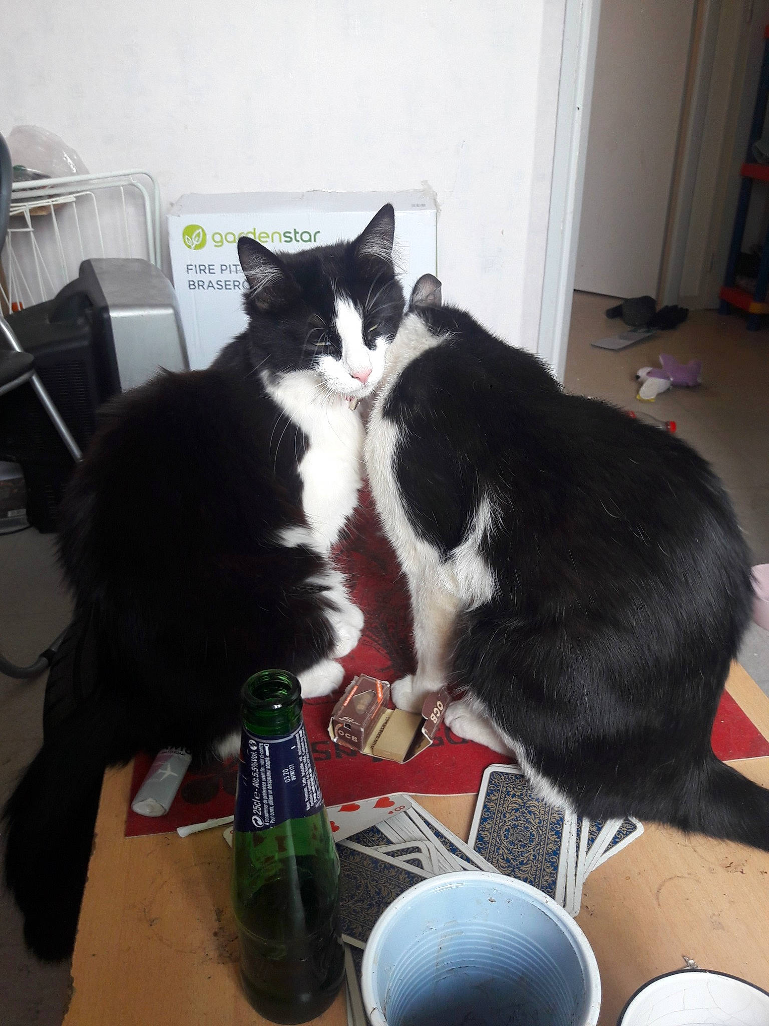 Miguel participe au concours pour gagner de l'argent avec cette photo : black_cat, carnivore, cat, domestic_short_haired_cat, drink, drinking, european_shorthair, felidae, formal_wear, fur, kitten, polydactyl_cat, small_to_medium_sized_cats, tail, whiskers