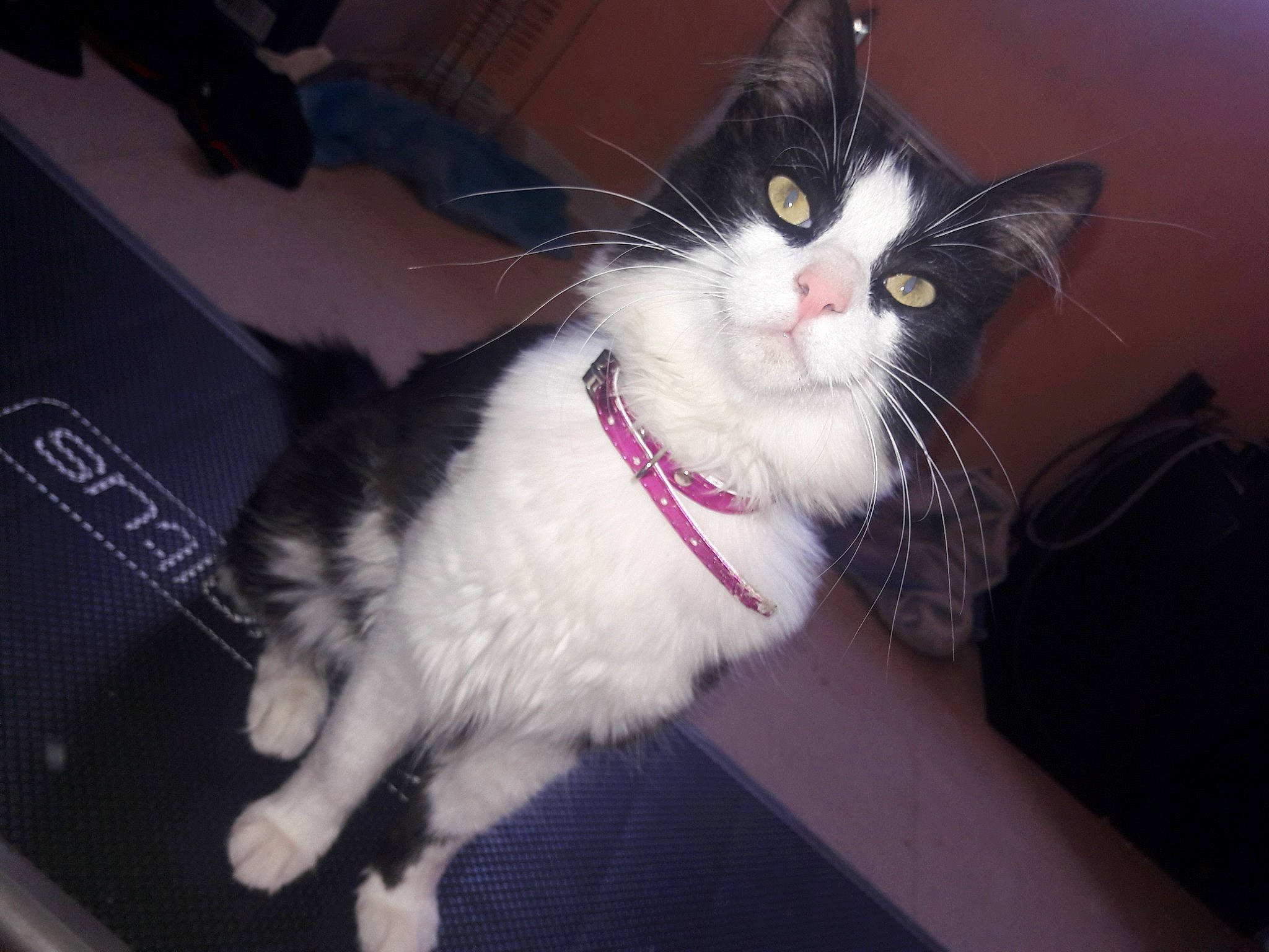 Miguel a rejoint le concours — aidez-le/la à gagner de superbes lots ! aegean_cat, american_wirehair, carnivore, cat, domestic_long_haired_cat, domestic_short_haired_cat, european_shorthair, felidae, fur, kitten, leg, mammal, norwegian_forest_cat, paw, polydactyl_cat, small_to_medium_sized_cats, snout, tail, whiskers