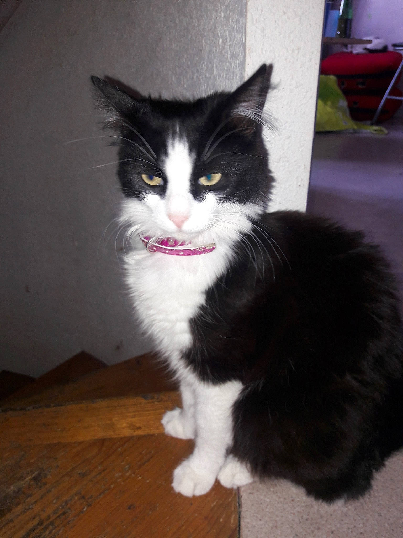 Miguel participe au concours pour gagner de l'argent avec cette photo : american_wirehair, carnivore, cat, cymric, domestic_long_haired_cat, domestic_short_haired_cat, felidae, fur, kitten, mammal, norwegian_forest_cat, polydactyl_cat, ragamuffin, small_to_medium_sized_cats, tail, whiskers