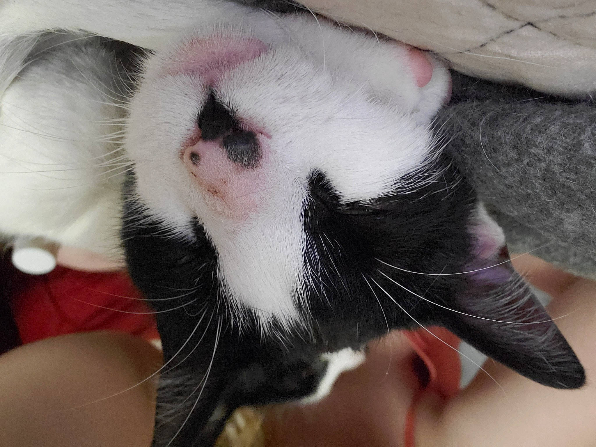 Emily is registered to the contest to win money with this photo: carmine, carnivore, cat, claw, collar, comfort, domestic_short_haired_cat, fang, fawn, felidae, finger, foot, fur, hand, nail, paw, small_to_medium_sized_cats, snout, thumb, whiskers