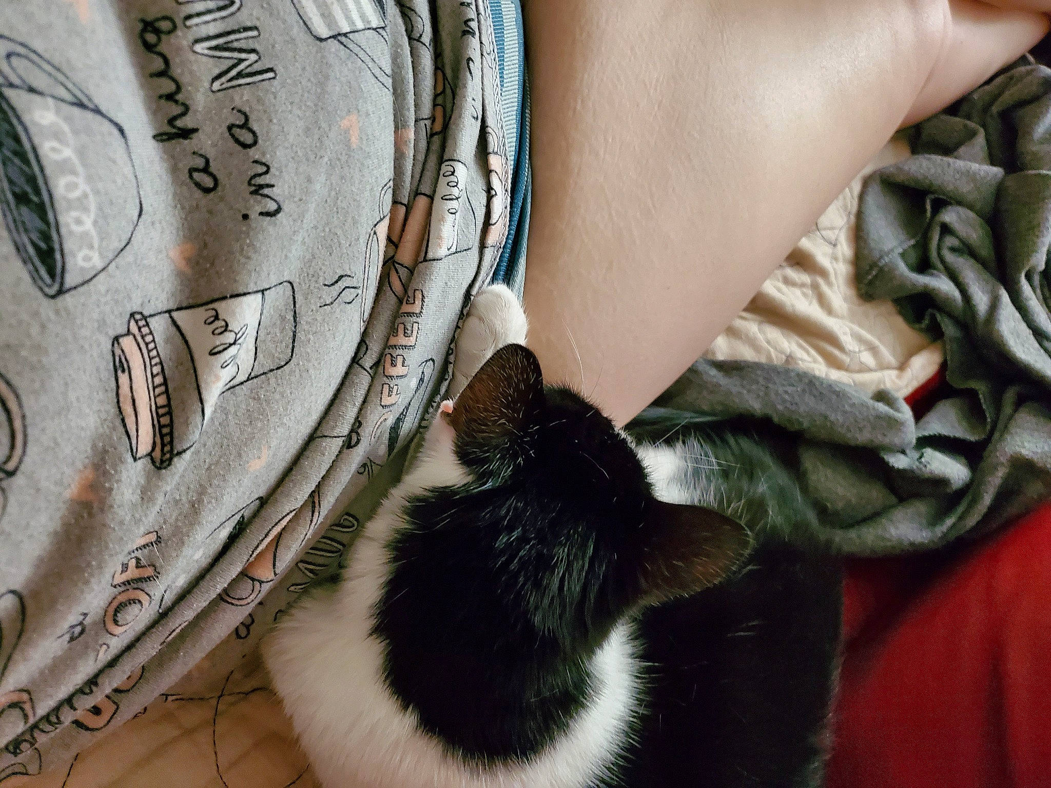 Emily joined the competition — help win amazing prizes! banknote, carnivore, cash, cat, close_up, comfort, dollar, domestic_short_haired_cat, fashion_accessory, felidae, fur, human_leg, money_handling, pattern, small_to_medium_sized_cats, tail, textile, thigh, whiskers, wrist