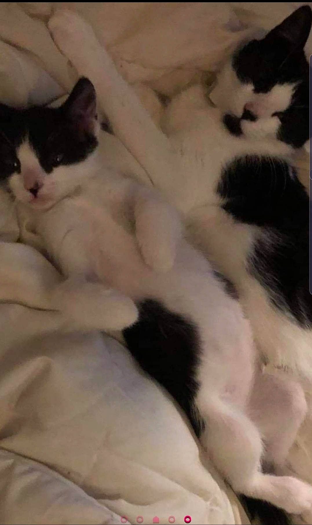 Emily joined the competition — help win amazing prizes! carnivore, cat, cat_bed, claw, comfort, domestic_short_haired_cat, felidae, fur, nap, paw, small_to_medium_sized_cats, tail, terrestrial_animal, whiskers