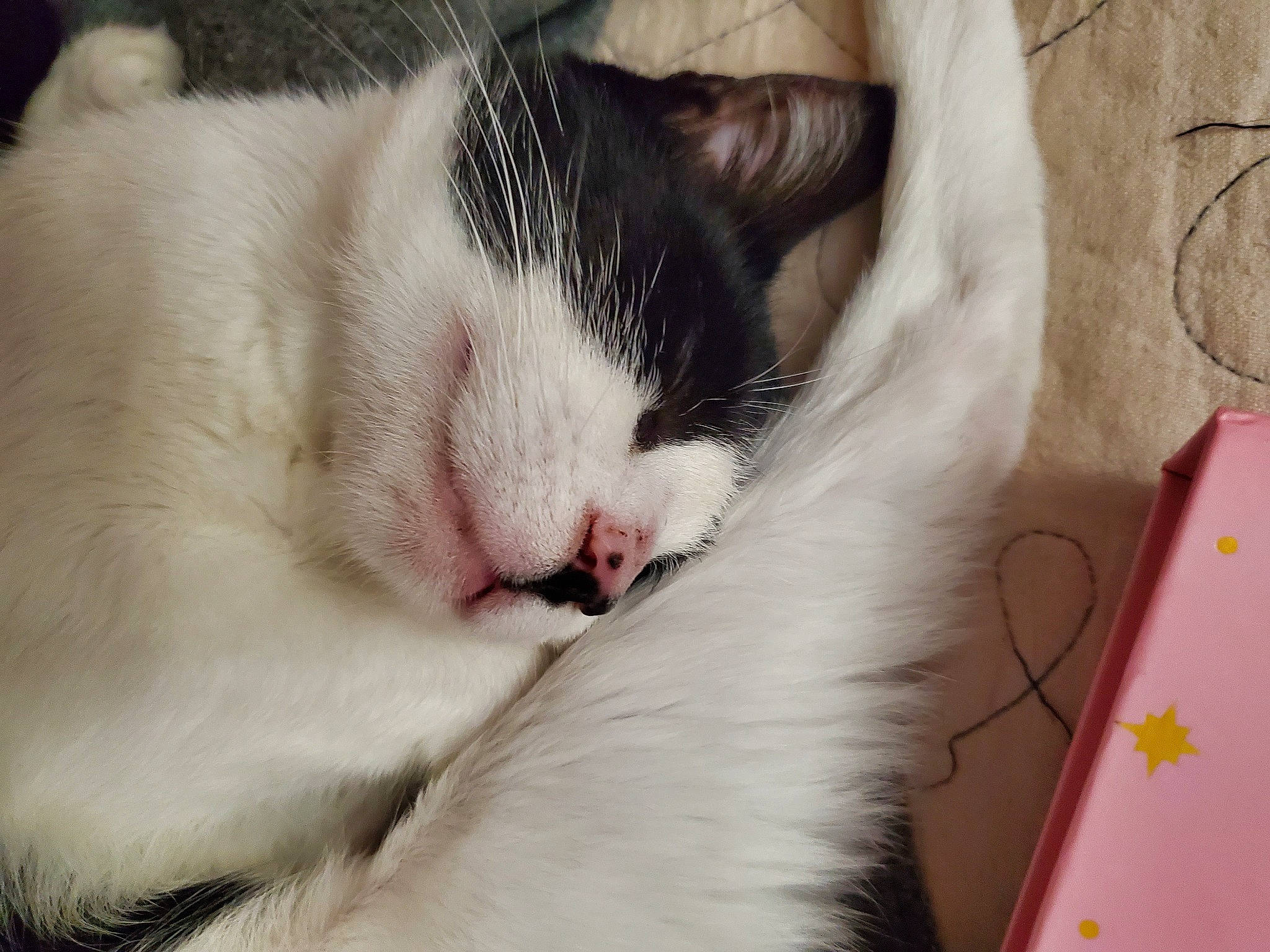 Emily joined the competition — help win amazing prizes! carnivore, cat, claw, comfort, domestic_short_haired_cat, eye, felidae, foot, fur, love, nap, paw, sleep, small_to_medium_sized_cats, snout, tail, whiskers