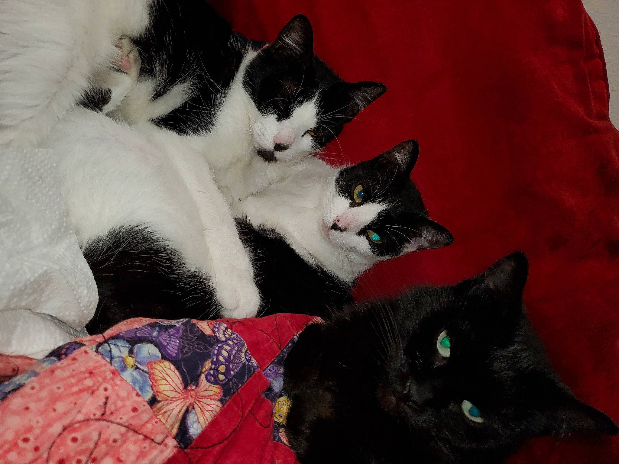 Emily joined the competition — help win amazing prizes! art, bombay, carnivore, cat, claw, comfort, domestic_short_haired_cat, felidae, fur, grey, linens, mammal, nap, paw, plant, small_to_medium_sized_cats, tail, tree, vertebrate, whiskers