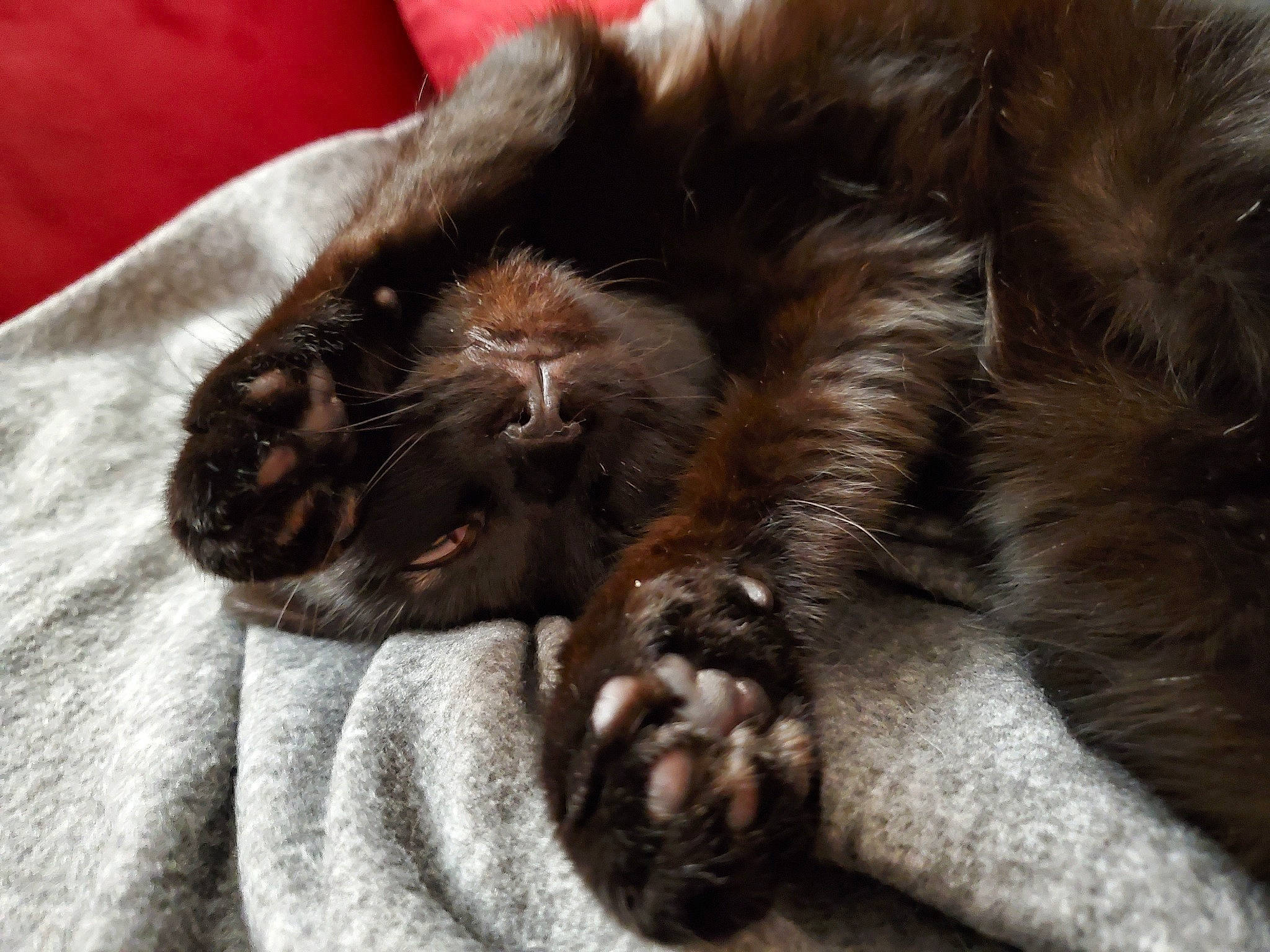 Binx joined the competition — help win amazing prizes! brown, carnivore, cat, claw, comfort, companion_dog, dog_breed, domestic_short_haired_cat, ear, felidae, fur, liver, nap, paw, sleep, small_to_medium_sized_cats, snout, tail, terrestrial_animal, whiskers