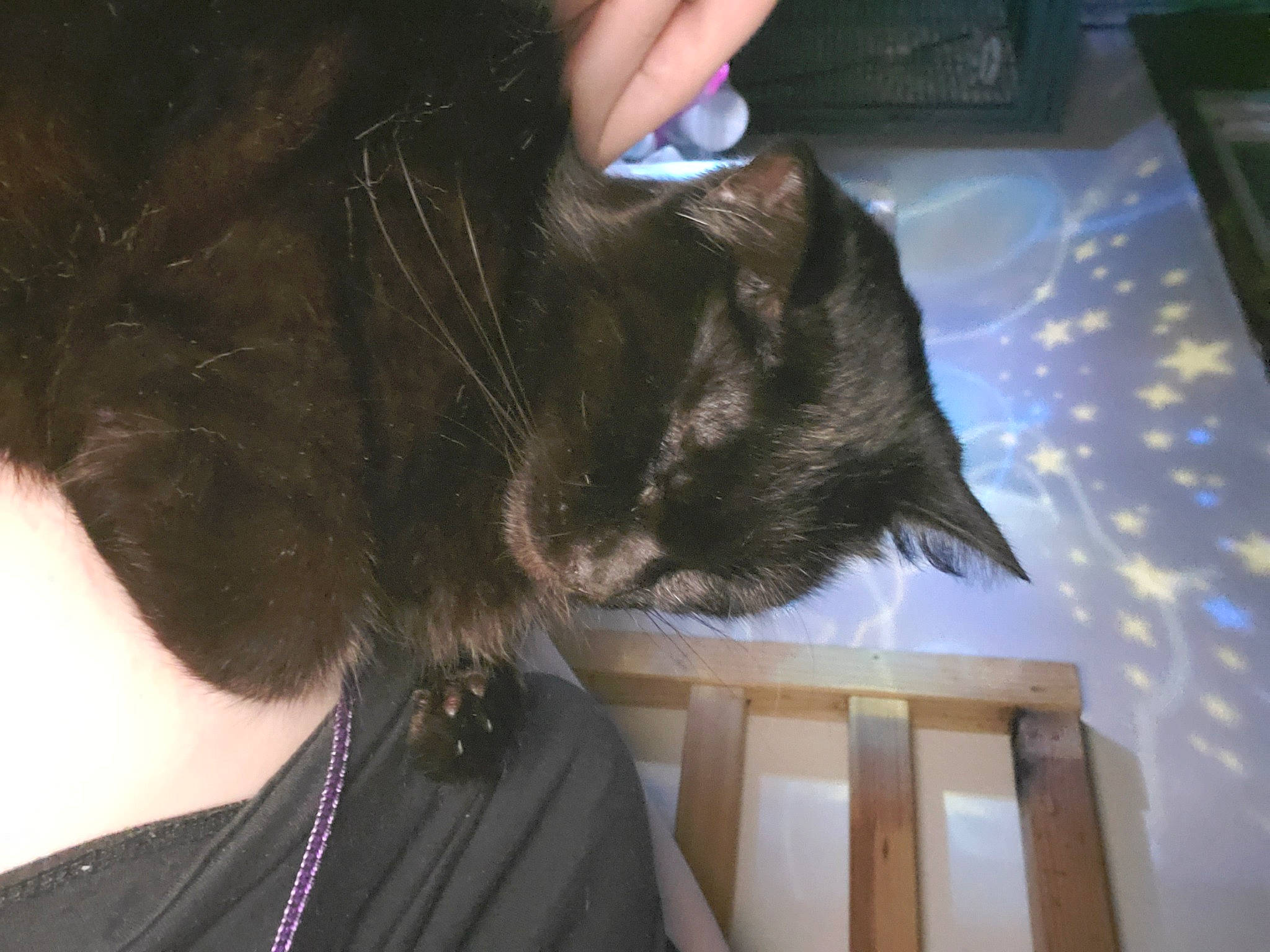 Binx joined the competition — help win amazing prizes! black_cat, canidae, carnivore, cat, comfort, companion_dog, dog_breed, domestic_short_haired_cat, ear, felidae, fur, gesture, nail, selfie, small_to_medium_sized_cats, snout, sporting_group, tail, vertebrate, whiskers