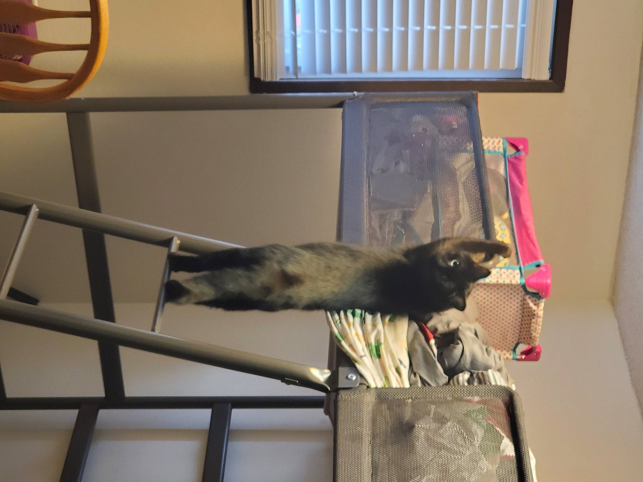 Binx is registered to the contest to win money with this photo: beak, carnivore, cat, domestic_short_haired_cat, feather, felidae, fur, hardwood, metal, perching_bird, pet_supply, room, small_to_medium_sized_cats, sporting_group, tail, whiskers, window, wing, wood