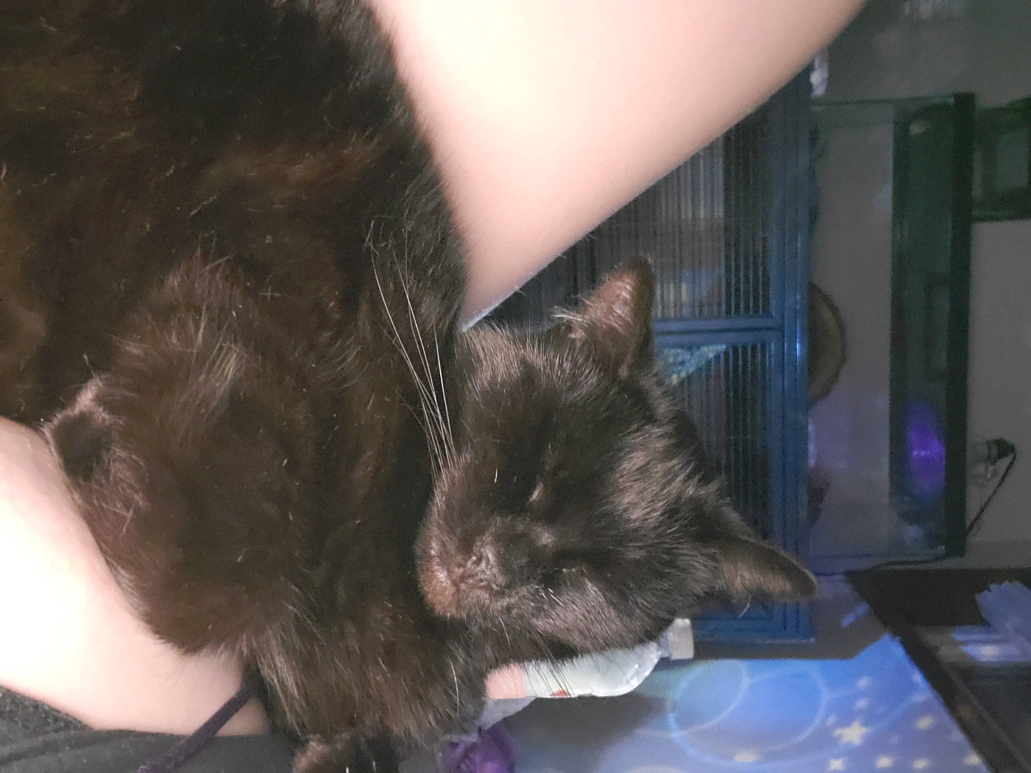 Binx joined the competition — help win amazing prizes! beard, black_cat, canidae, carnivore, cat, claw, comfort, companion_dog, dog_breed, domestic_short_haired_cat, fawn, felidae, fur, gesture, hair_coloring, jaw, small_to_medium_sized_cats, snout, tail, whiskers