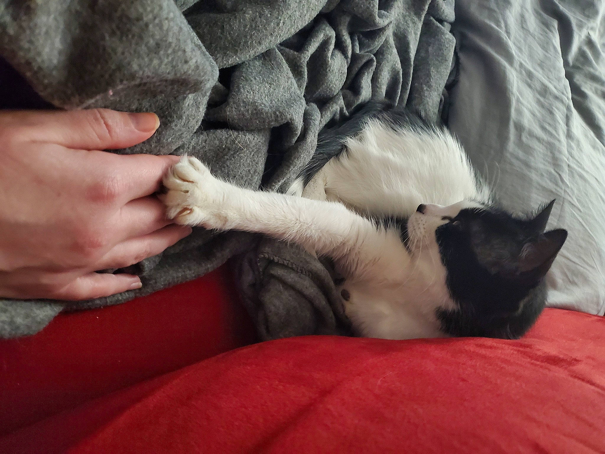 Winifred is registered to the contest to win money with this photo: carnivore, cat, comfort, companion_dog, dog_breed, fawn, felidae, finger, foot, fur, gesture, grey, hand, human_leg, leg, linens, nail, small_to_medium_sized_cats, tail, whiskers