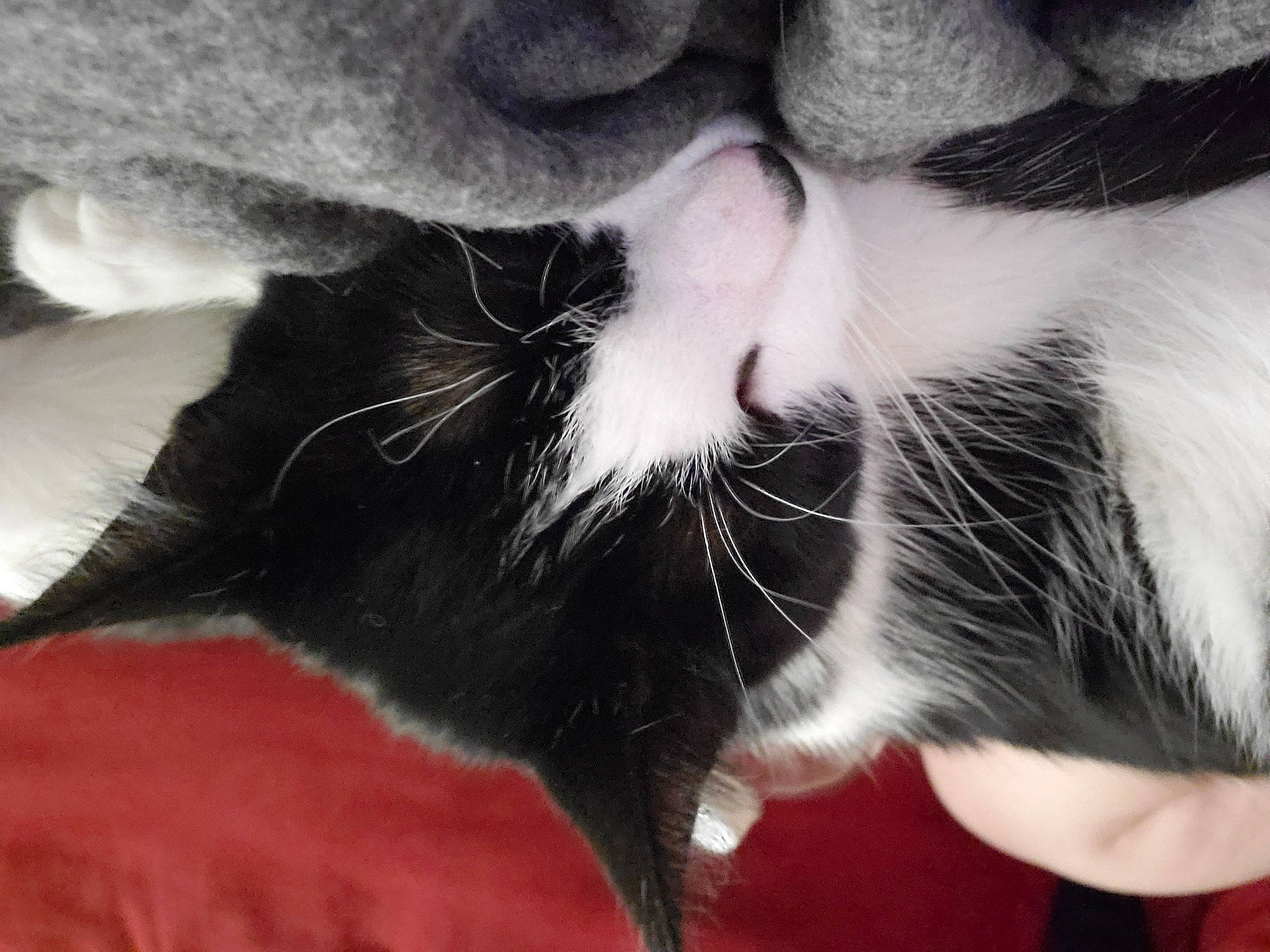 Winifred joined the competition — help win amazing prizes! carnivore, cat, claw, close_up, cloud, comfort, domestic_short_haired_cat, ear, felidae, fur, gesture, leg, mammal, nose, paw, small_to_medium_sized_cats, snout, tail, vertebrate, whiskers