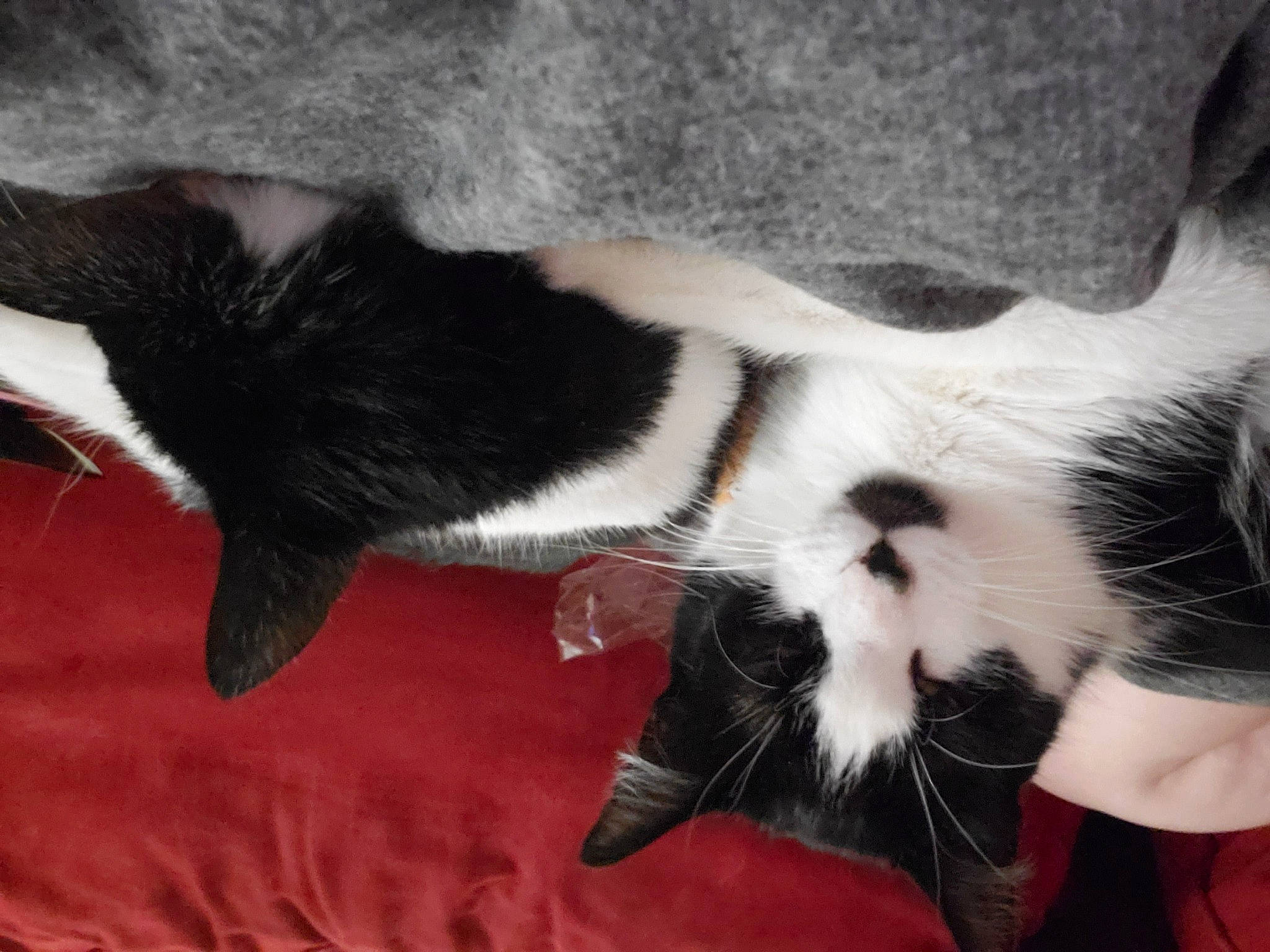 Winifred joined the competition — help win amazing prizes! canidae, carnivore, cat, claw, comfort, dog_breed, domestic_short_haired_cat, felidae, foot, fur, mammal, paw, small_to_medium_sized_cats, sporting_group, tail, vertebrate, whiskers