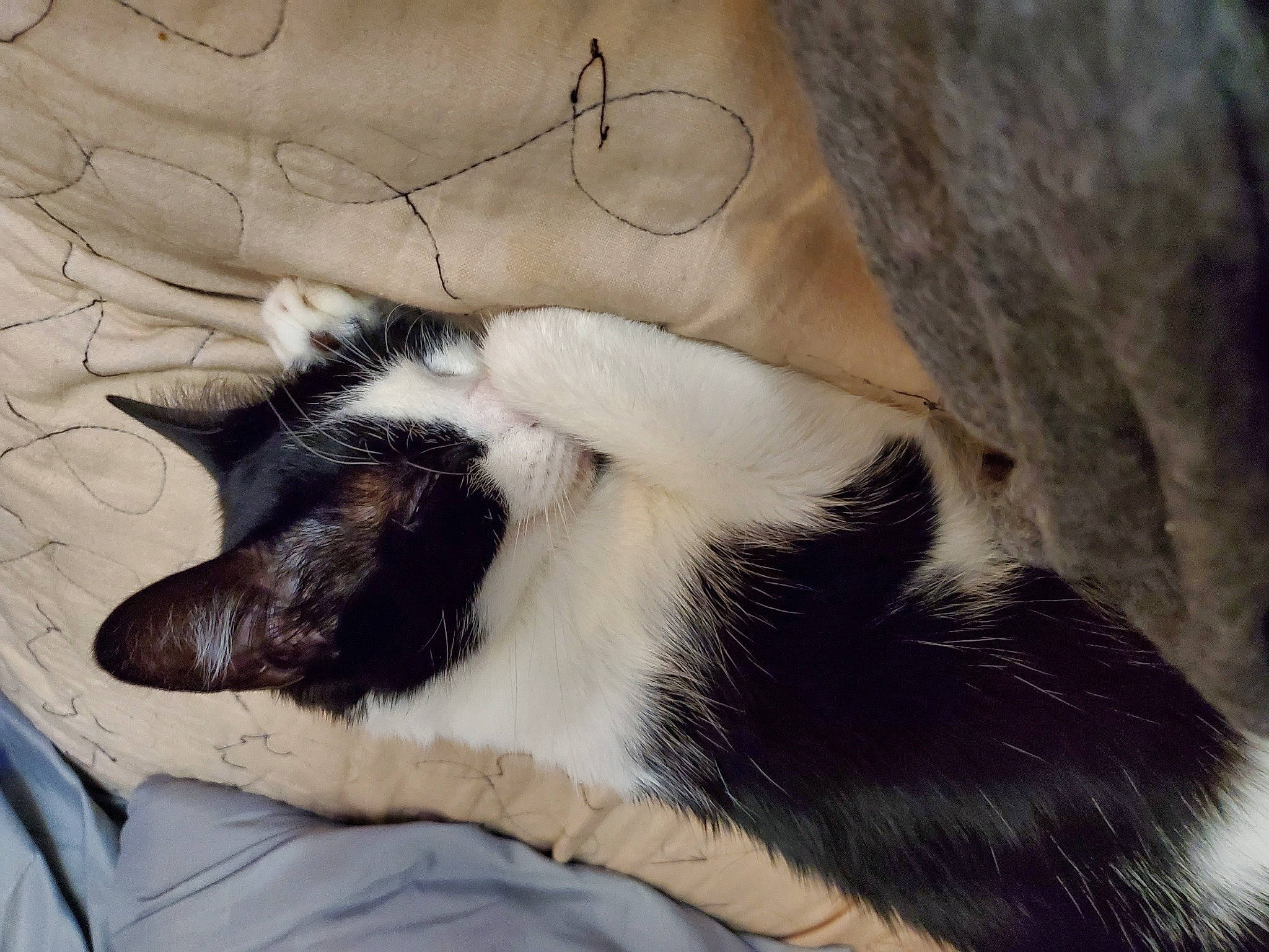 Winifred joined the competition — help win amazing prizes! canidae, carnivore, cat, claw, comfort, companion_dog, dog_breed, domestic_short_haired_cat, felidae, foot, fur, human_leg, nap, paw, puppy, small_to_medium_sized_cats, snout, sporting_group, tail, whiskers