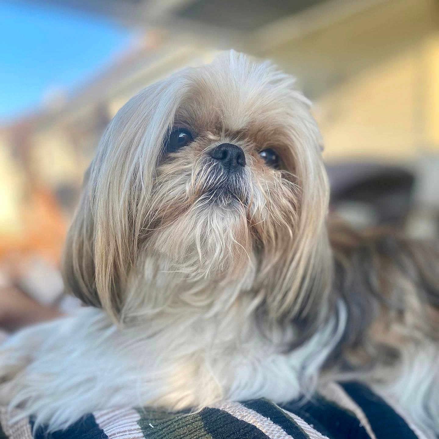 Louna participe au concours pour gagner de l'argent avec cette photo : affenpinscher, animal, blanket, blonde, canine, dog, hair, person, pet, puppy, snout, terrier, whitedog