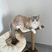 Viking participe au concours pour gagner de l'argent avec cette photo : cat, blue_eyes, fluffy, cat_tree, indoor, pet, furniture, relaxed, looking_at_camera, white_wall, floor_tile, cozy, resting, animal, domestic_cat, cute, fur, tabby, paw, tail