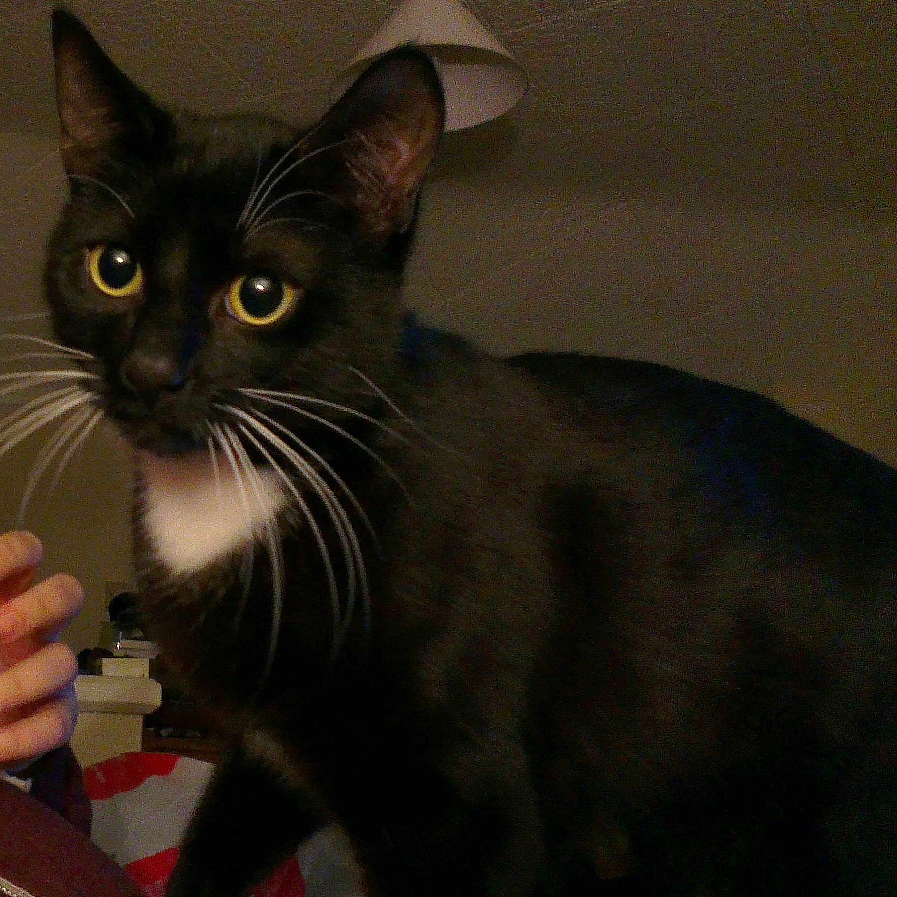 Tiberius is registered to the contest to win money with this photo: