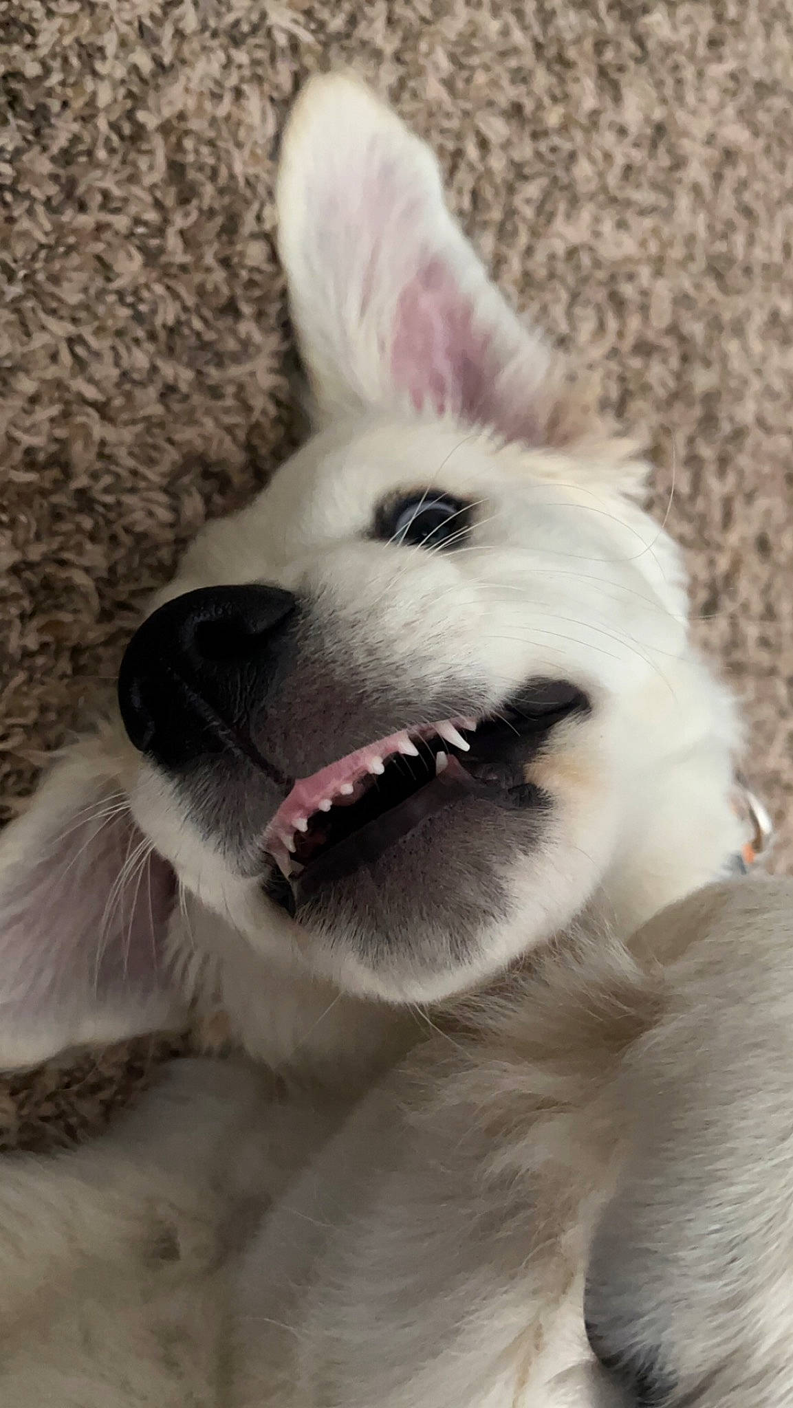 Jaxx joined the competition — help win amazing prizes! canidae, carnivore, collar, companion_dog, dog, dog_breed, dog_collar, ear, fang, fur, happy, nose, plant, samoyed, smile, snout, sporting_group, toy_dog, whiskers, working_animal