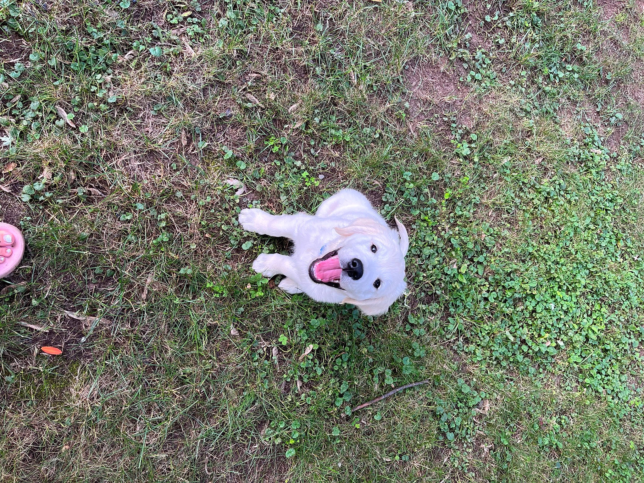 Jaxx is registered to the contest to win money with this photo: ball, carmine, carnivore, companion_dog, dog, dog_breed, flooring, football, grass, groundcover, lawn, organism, plant, shrub, soccer_ball, soil, sporting_group, tail, toy, toy_dog